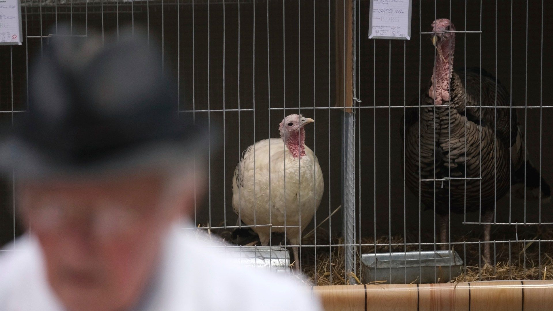 Sacrifican Más de 11 Mil Pavos en Alemania Tras Detectarse Gripe Aviar en Granja