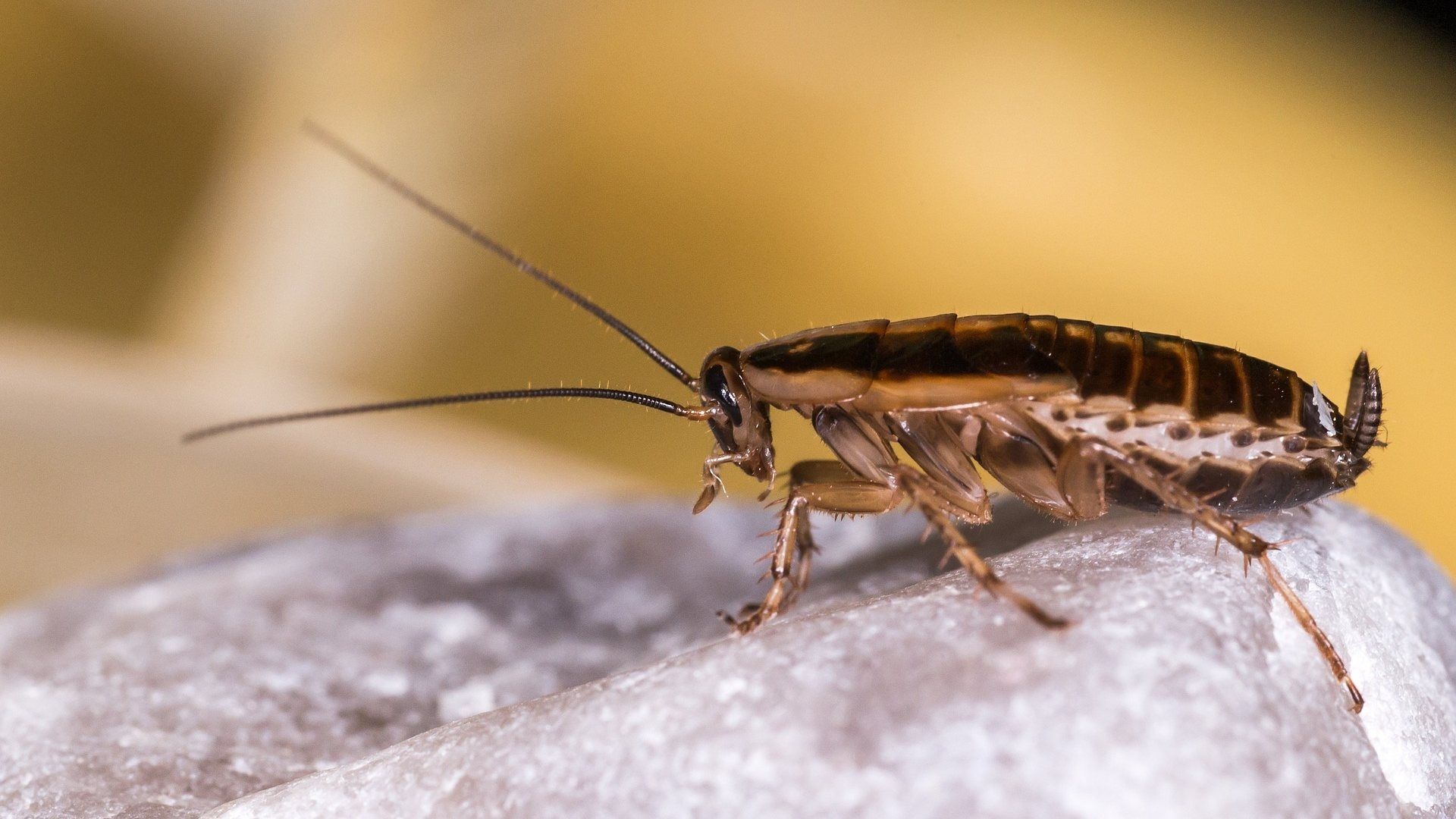 Hombre Intenta Matar una Cucaracha y Explota Su Departamento en Japón 