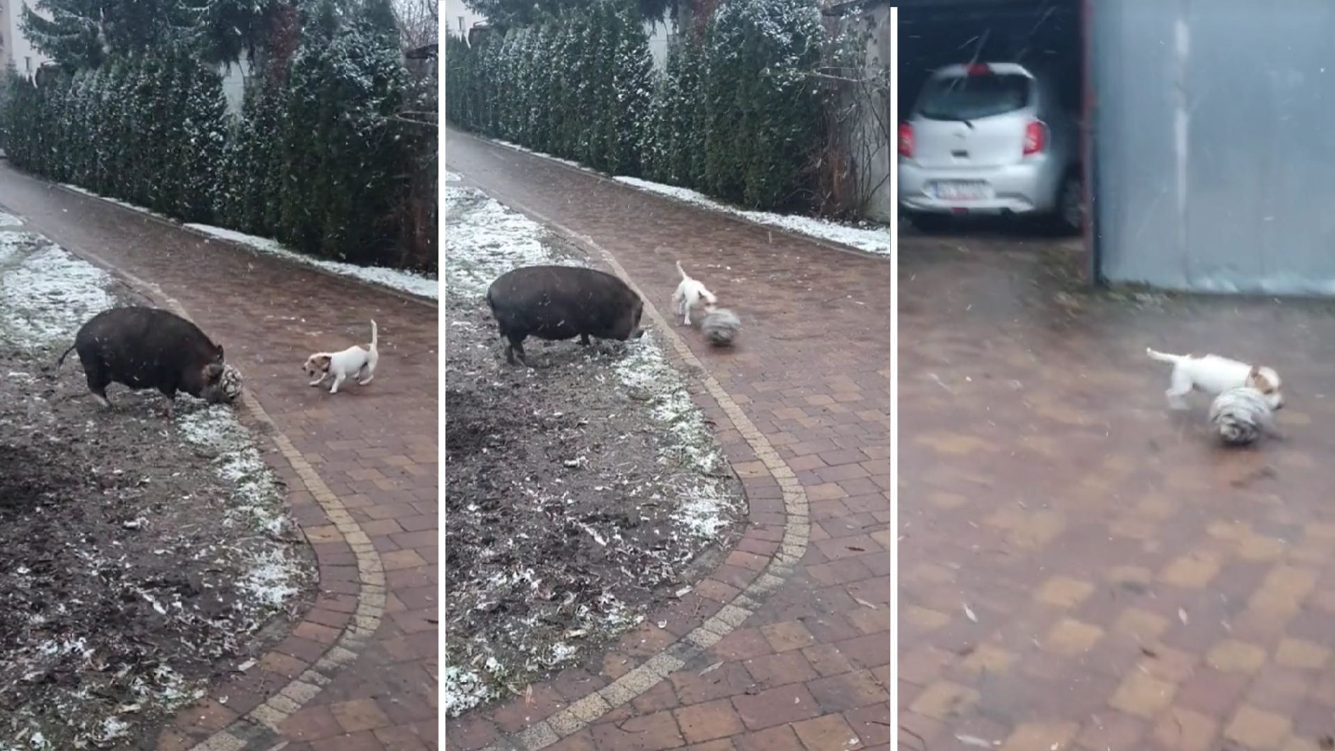 Video | ¡Ternuritas! Cerdito y Perrito Juegan ‘Futbol’ Bajo la Nieve