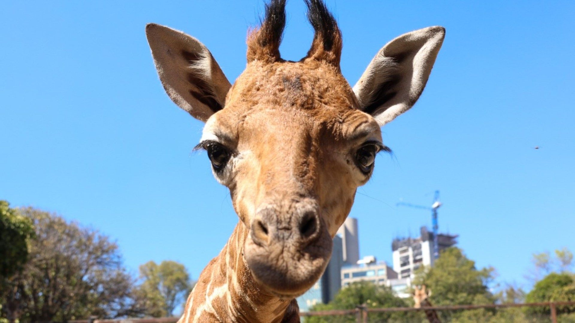 ¿Qué Nombre Te Gusta para la Jirafa Bebé de Chapultepec Rechazada por su Mamá?