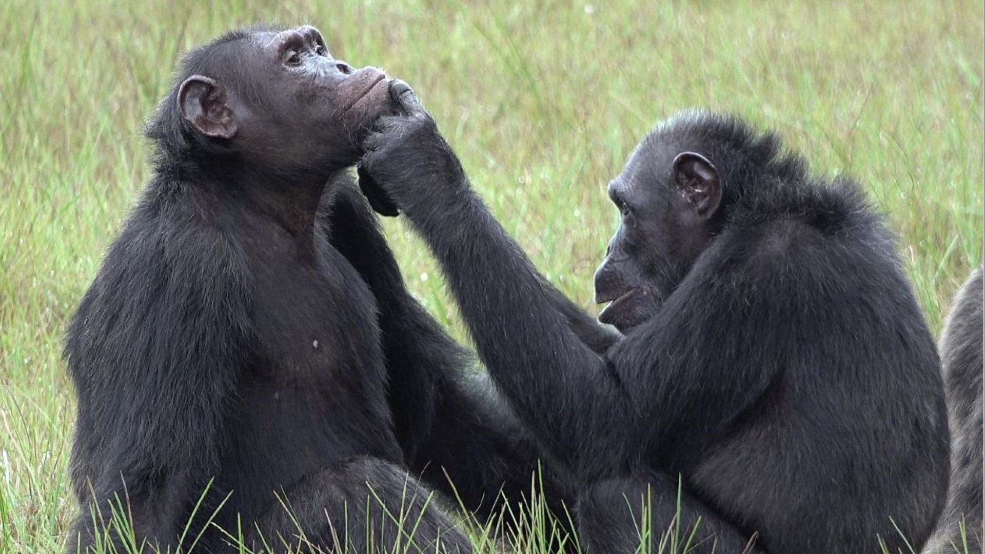 Ancestros de los primates ya vivían en pareja según estudio