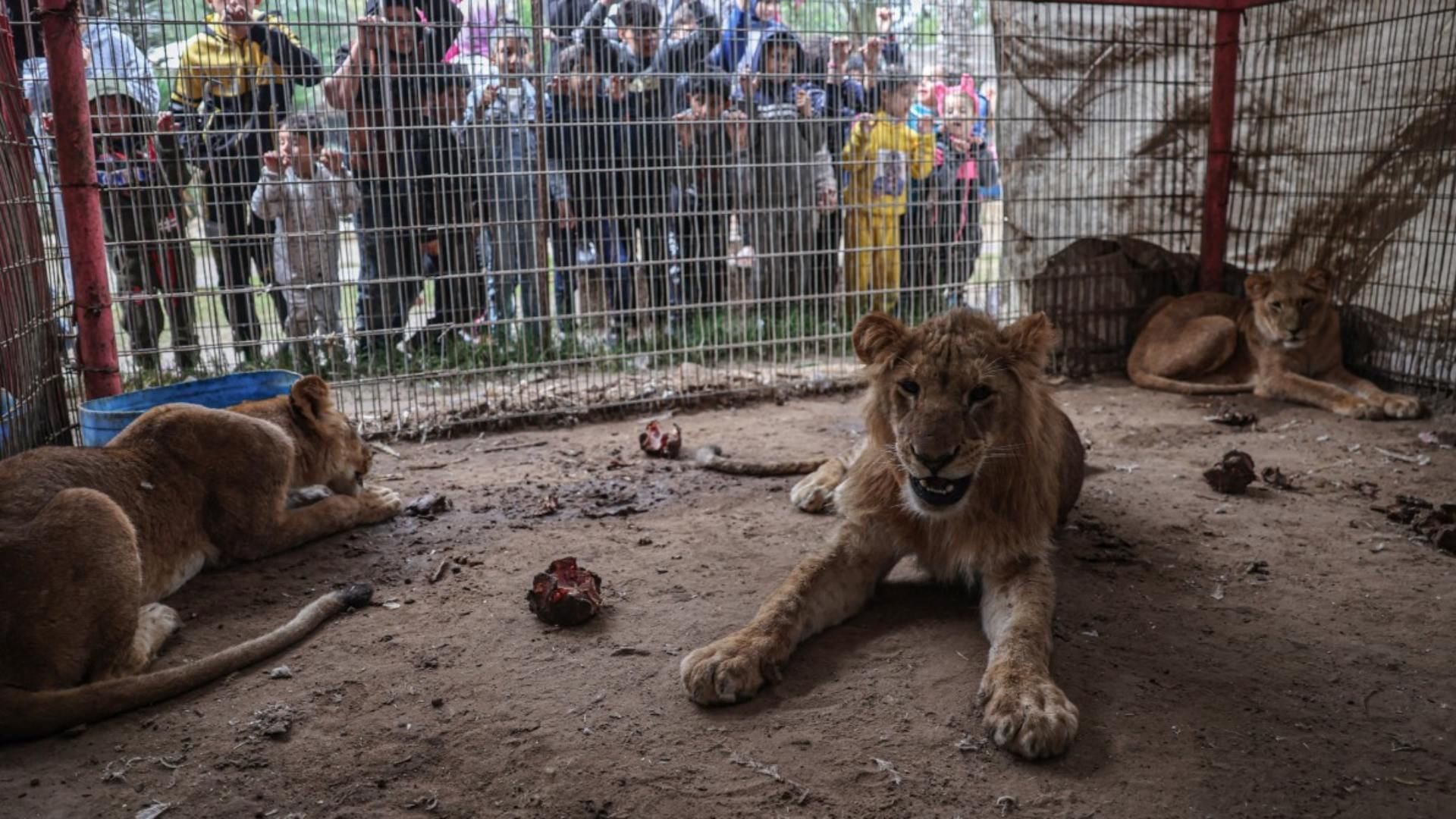 Los Animales Mueren de Hambre en el Zoológico de la Asediada Gaza