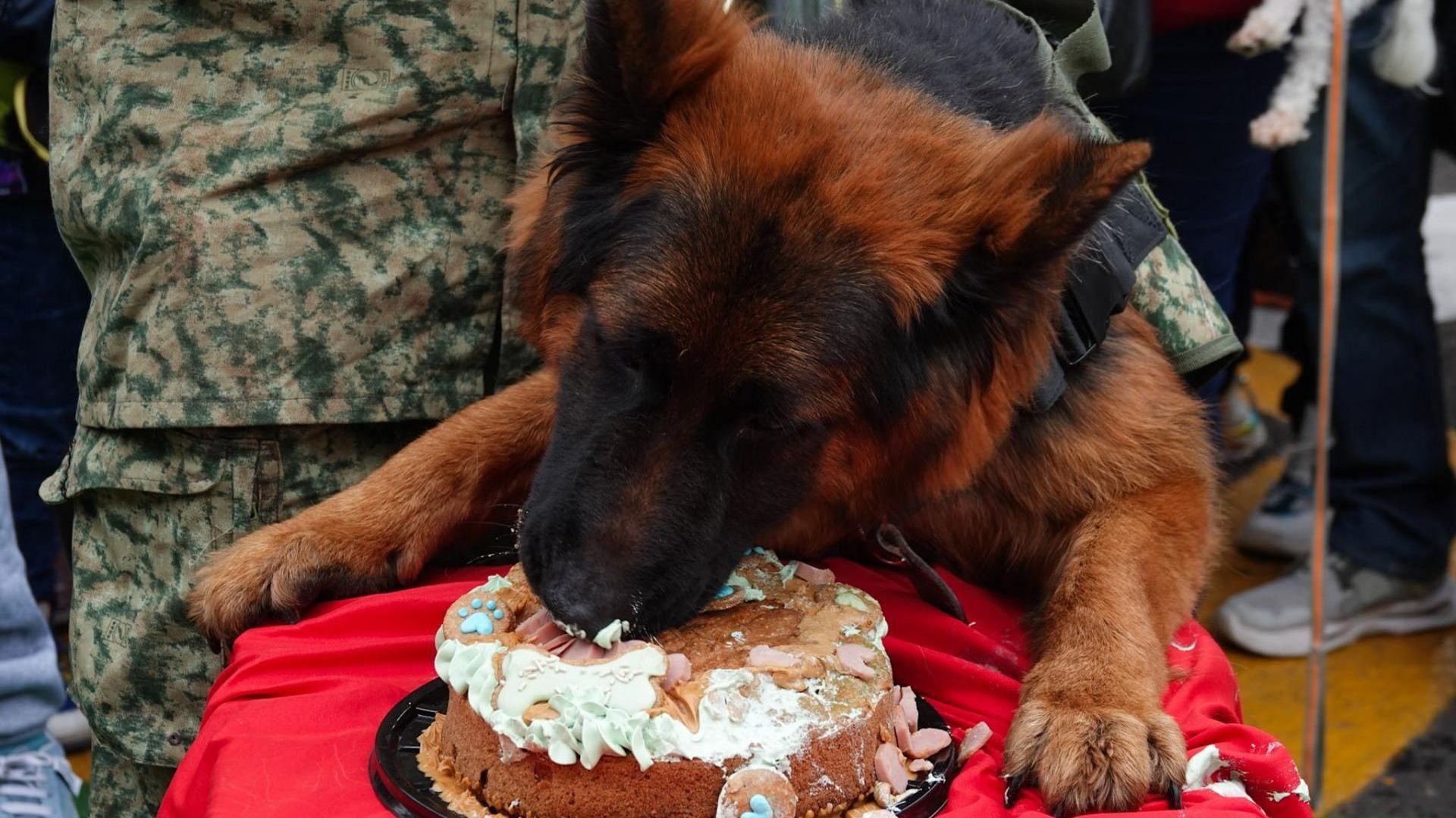 Cumple 1 Año Arkadas, el Perro Rescatista Donado por Turquía Tras la Muerte de Proteo