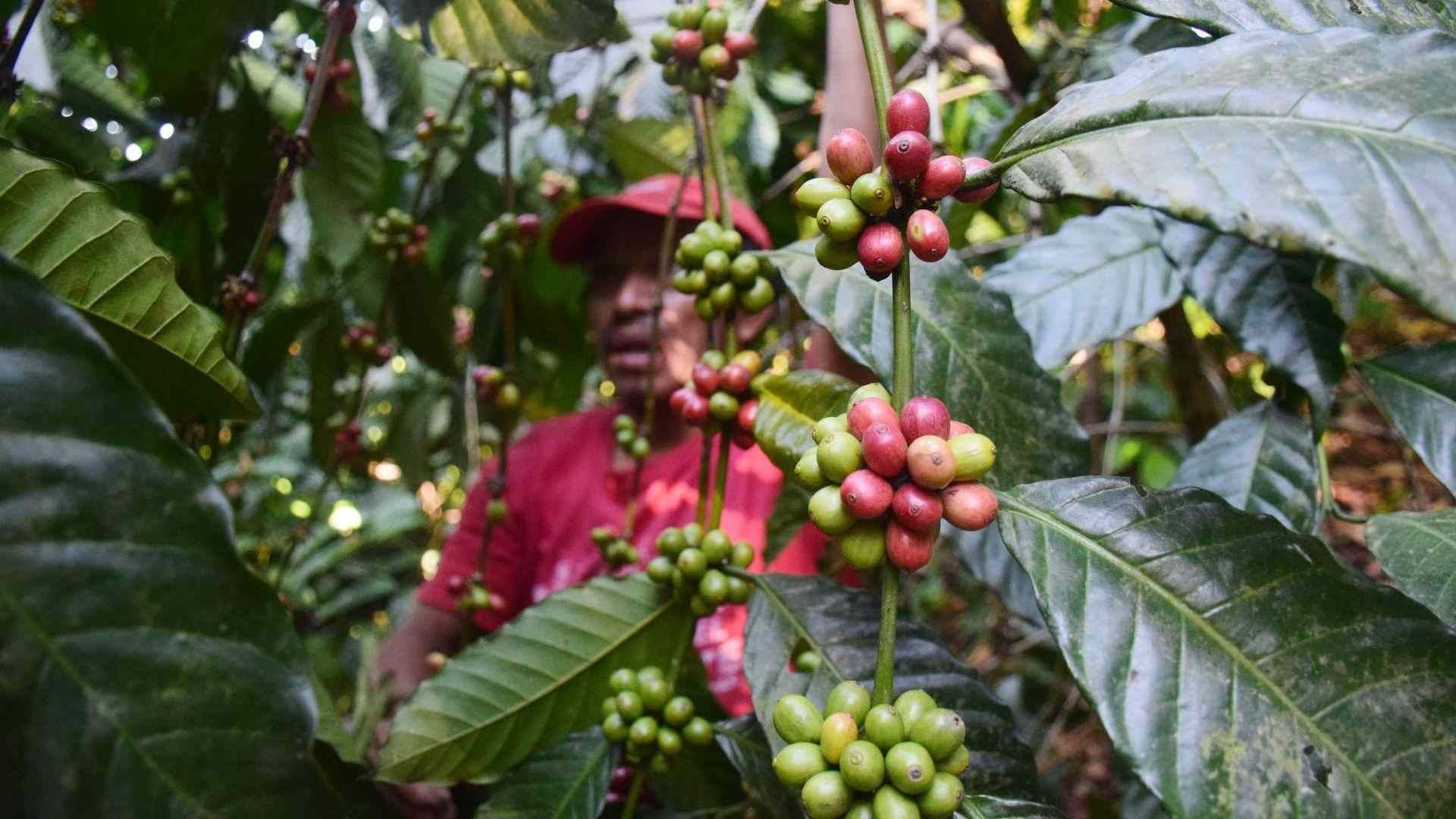 Cosecha de café de altura en riesgo, por violencia del crimen en Chiapas