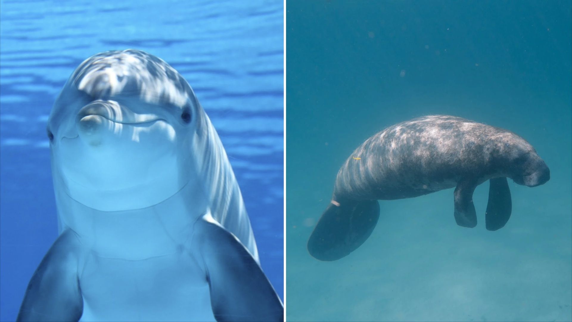 Delfines pueden atacar a manatíes en el mar Caribe