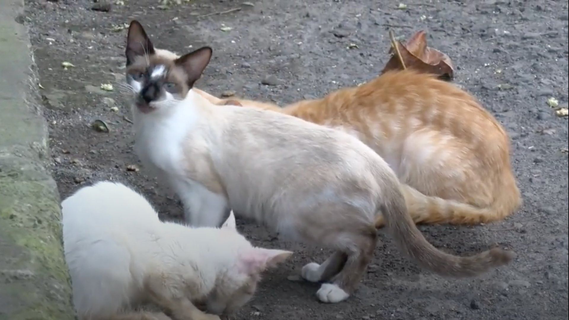 Envenenan perros y gatos en Boca del Río