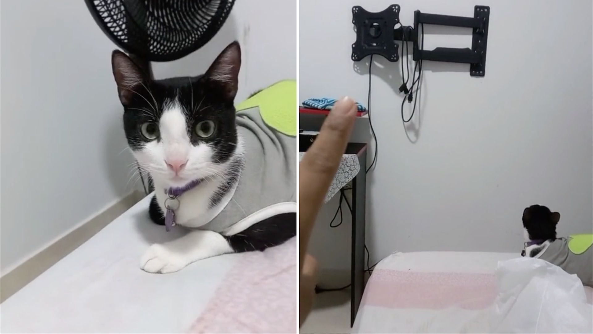 Gatito se queda sin televisión y su reacción se hizo viral