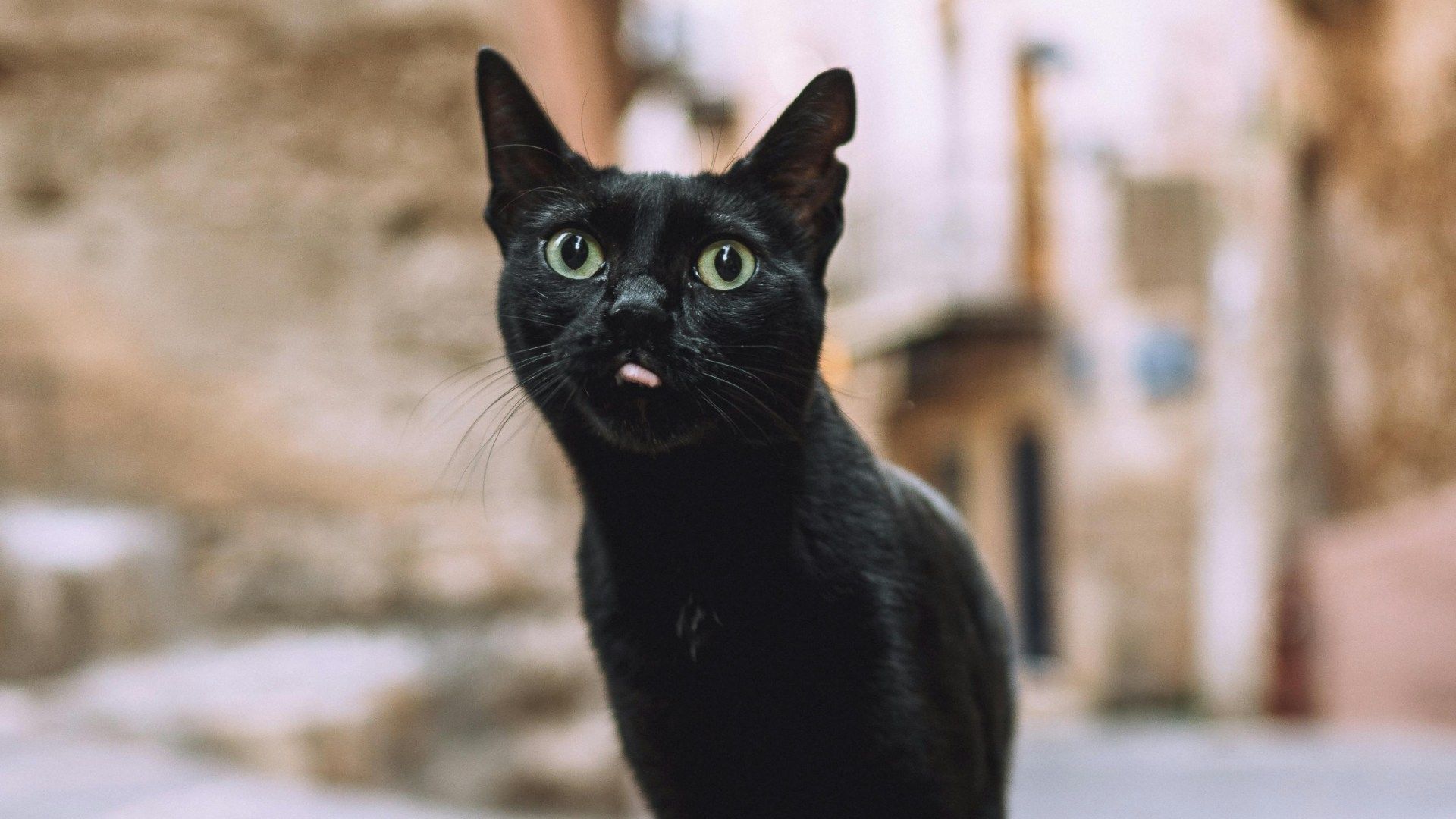 Video | ¡Lindo Ladrón! Captan a Tierno Gatito Robando Tortillas 