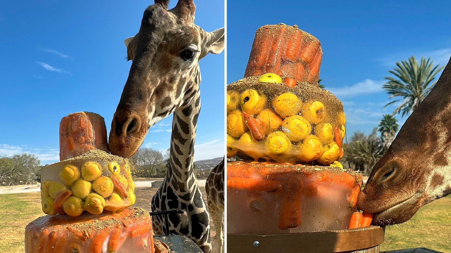 ¿Qué Come La Jirafa Benito en su Nueva Casa? Celebra su Traslado a Puebla con un Pastel