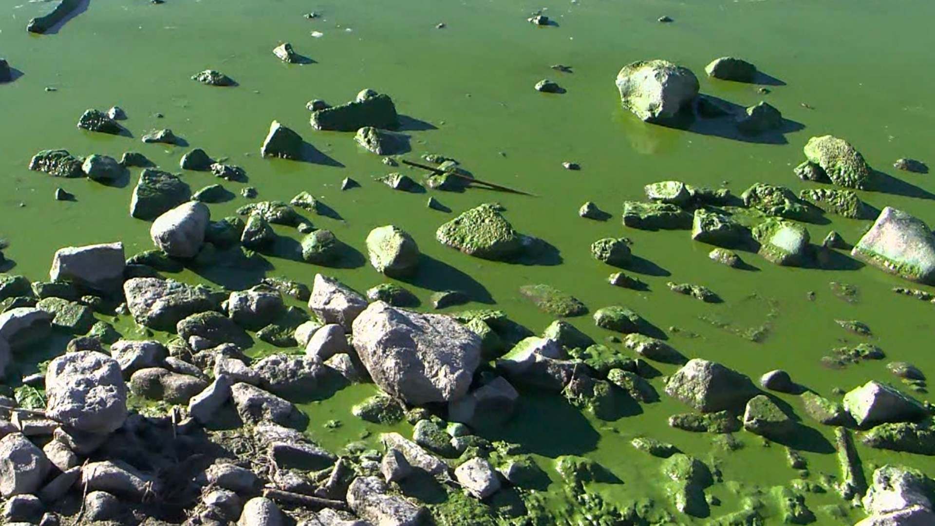 El Agua del Lago de Chapala Se Pone Verde; Conoce Por Qué