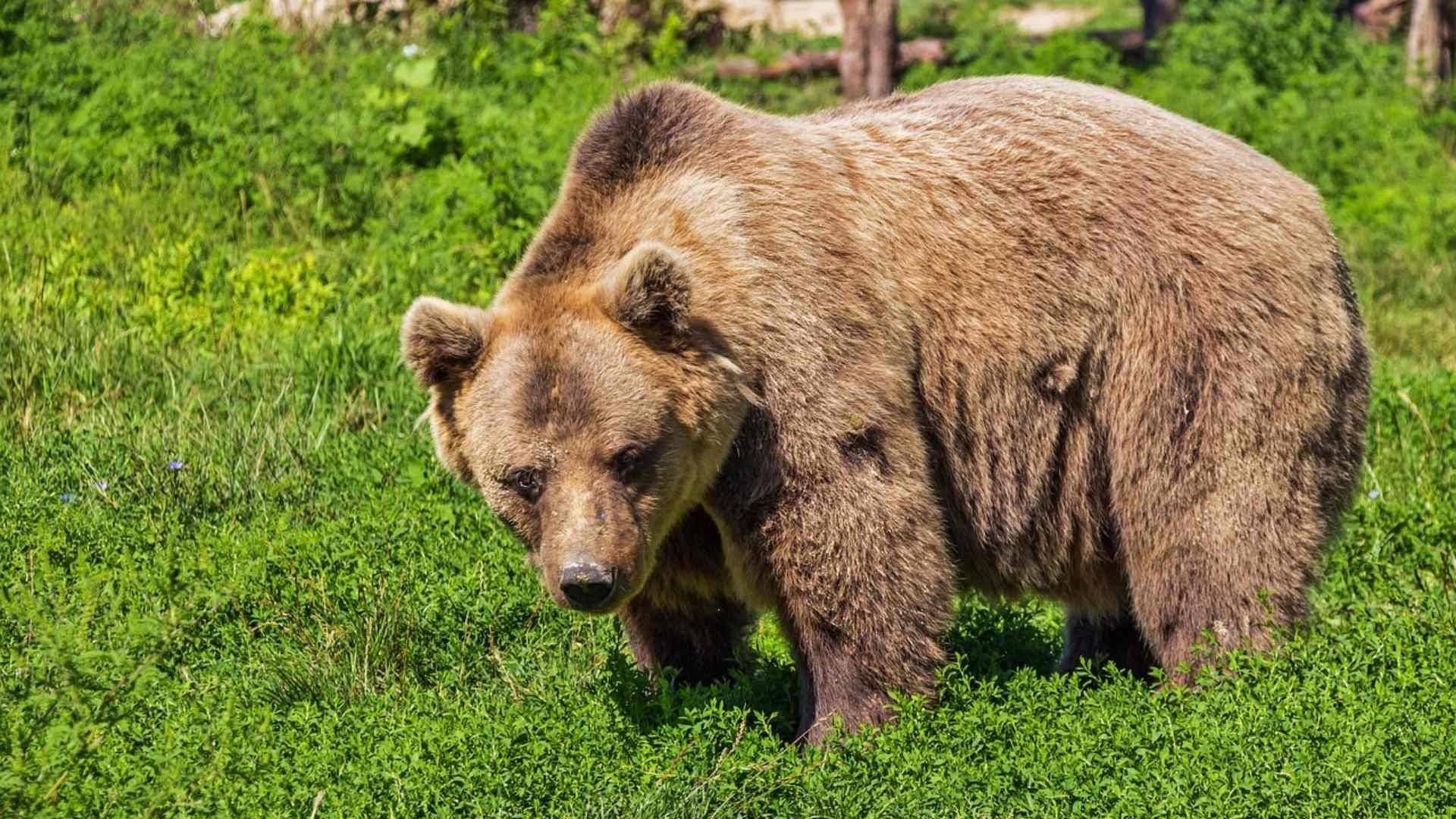 Oso hiere a migrantes que intentaban cruzar a Croacia