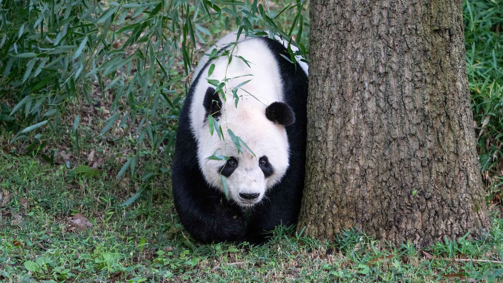 los pandas solo viven en china