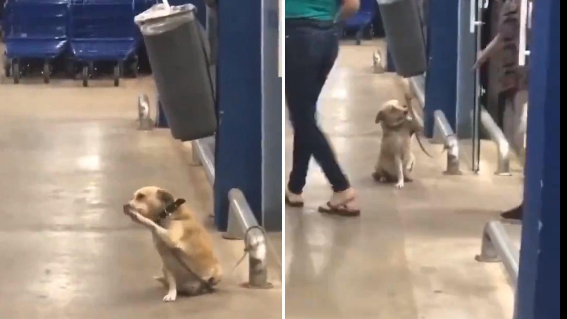 ¡Bye, Bye! Perrito se Despide de Clientes de Supermercado | Video