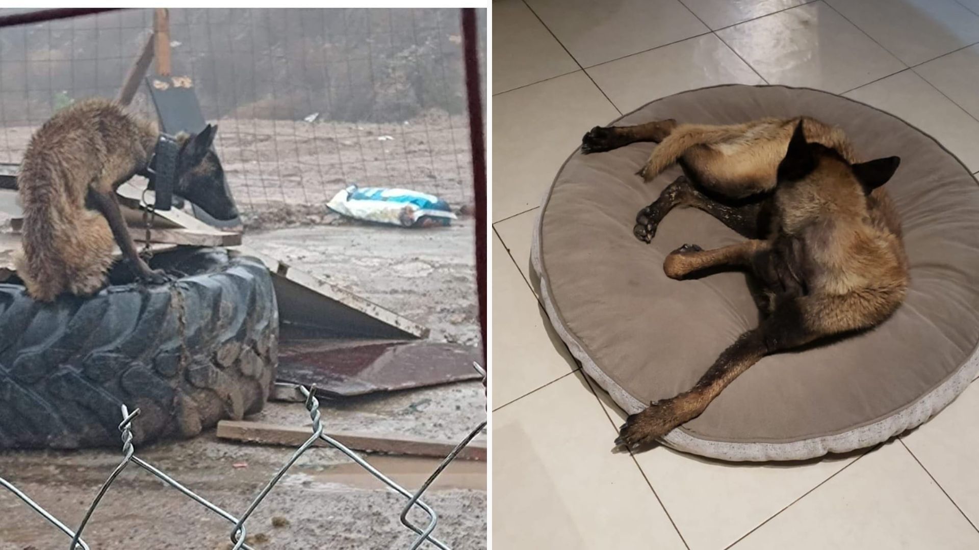 Rescatan a perrito víctima de maltrato animal en Tijuana