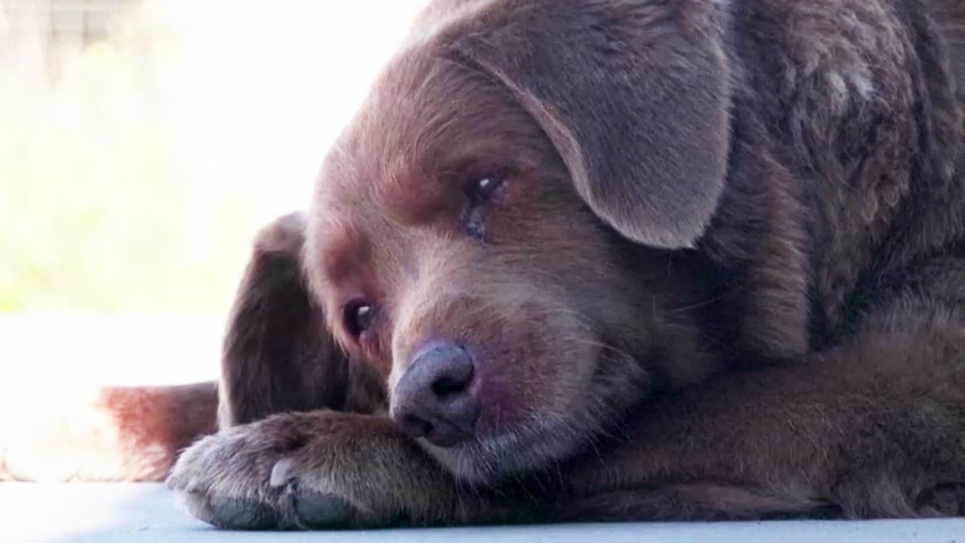 Retiran Récord del Perro Más Viejo del Mundo a Bobi Al No Poder Probar Que Tenía 31 Años