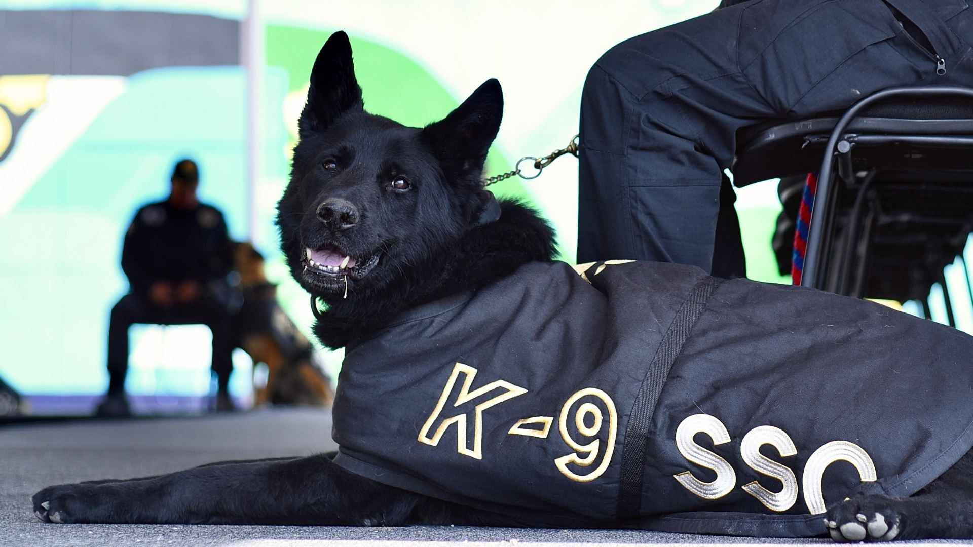 La unidad canina K9 de la policía penitenciaria, cuenta actualmente con 35 ejemplares, entre los que destacan las razas: Pastor Alemán, pastor belga malinois y golden retriever 