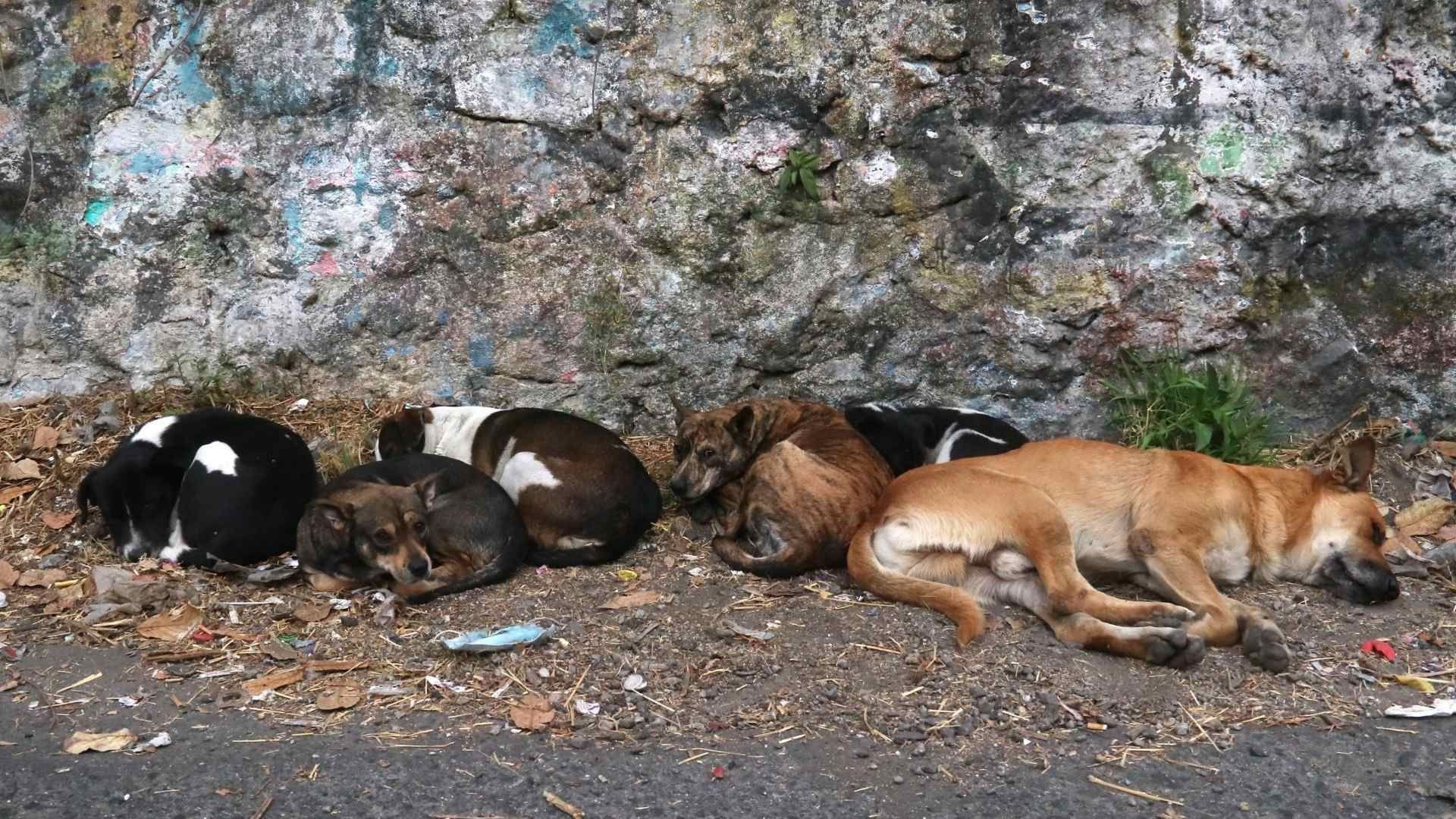 Perritos callejeros