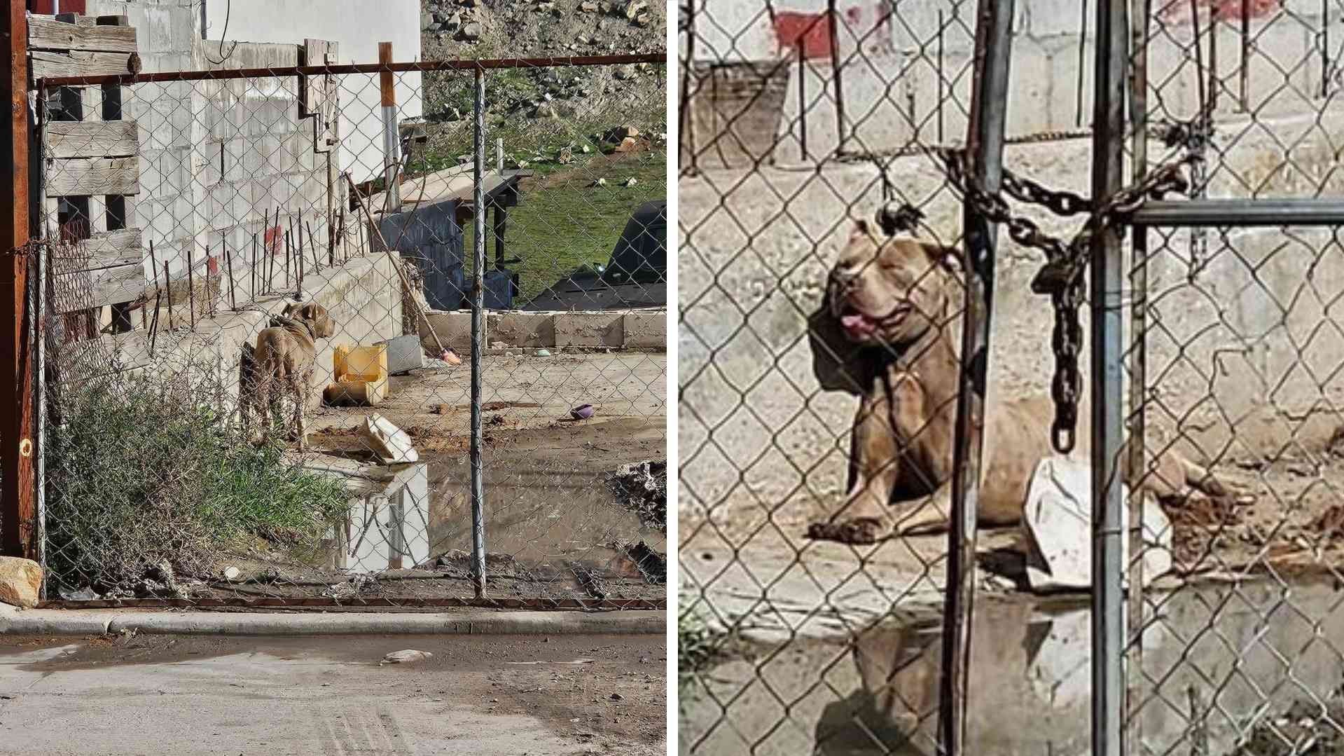 Denuncian Presunto Caso de Maltrato Animal en Tijuana; El Perro Vive Encadenado