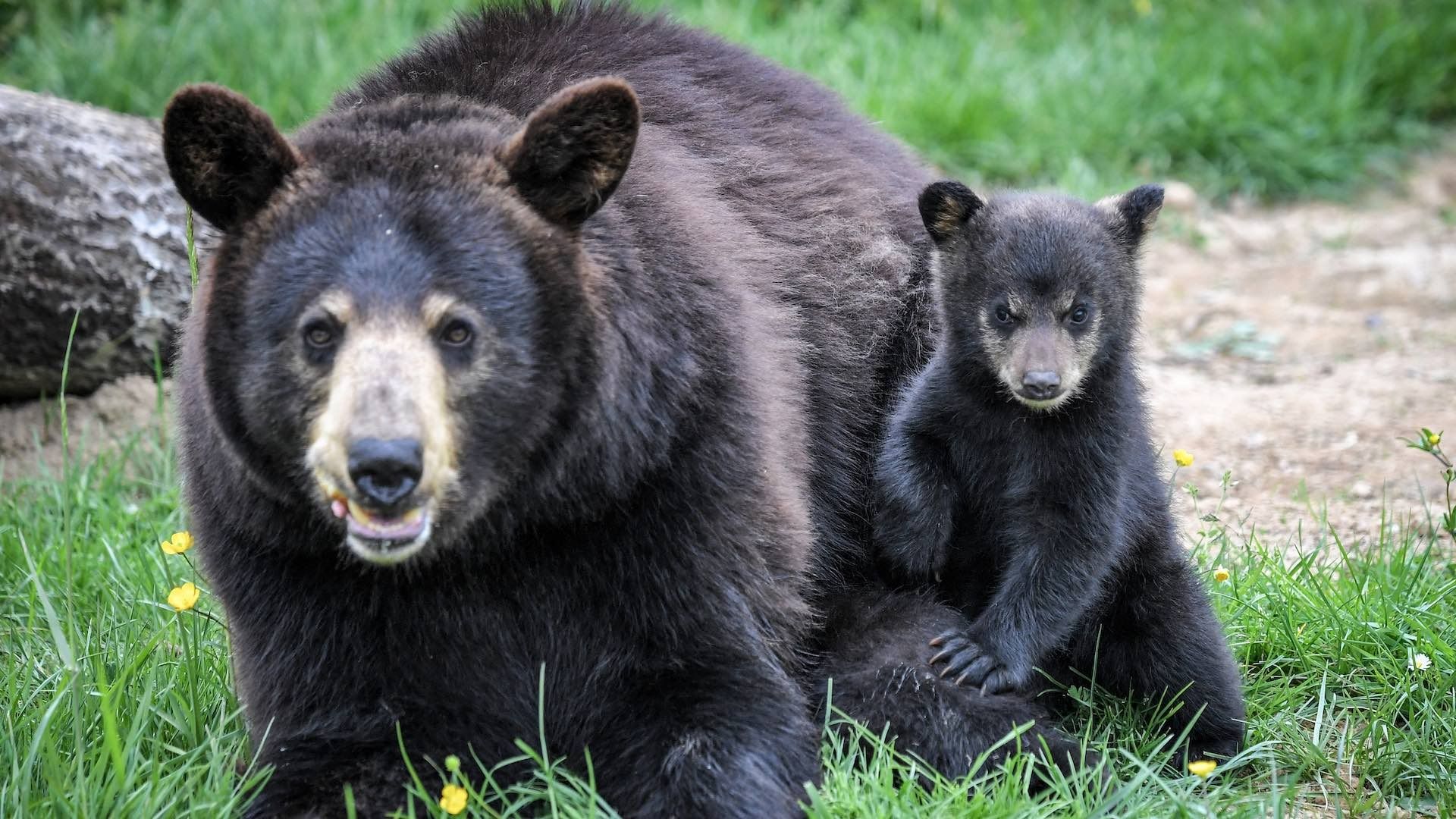 Osa y su osezno en un zoológico