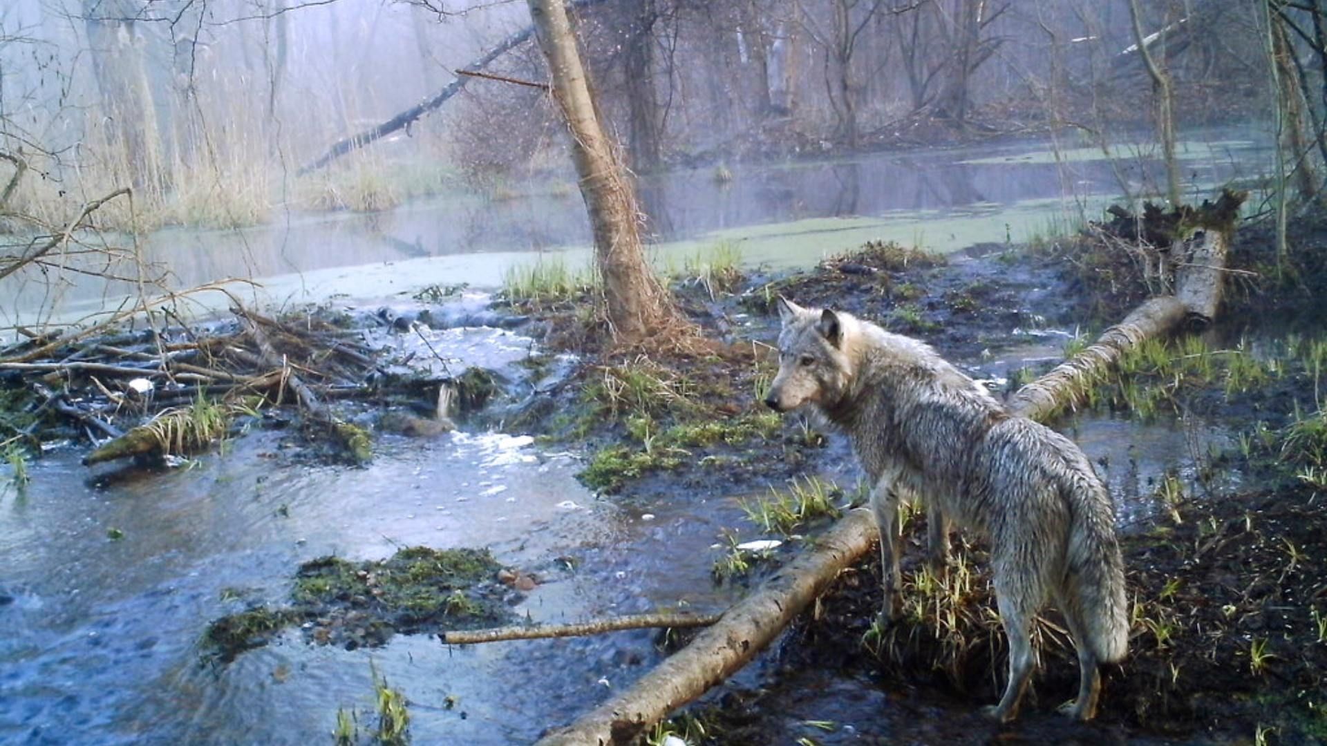 A pesar de las constantes exposiciones a la radiación, los lobos se muestran inmunes. Foto: AP