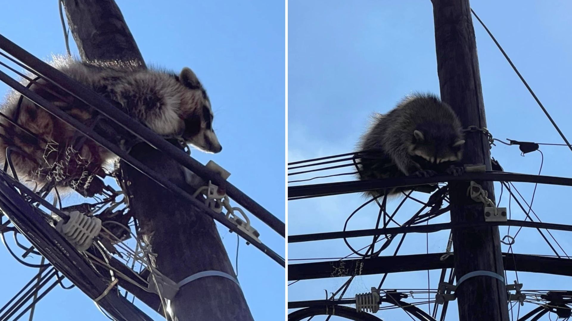 Bomberos rescatan a mapache de poste en Tijuana