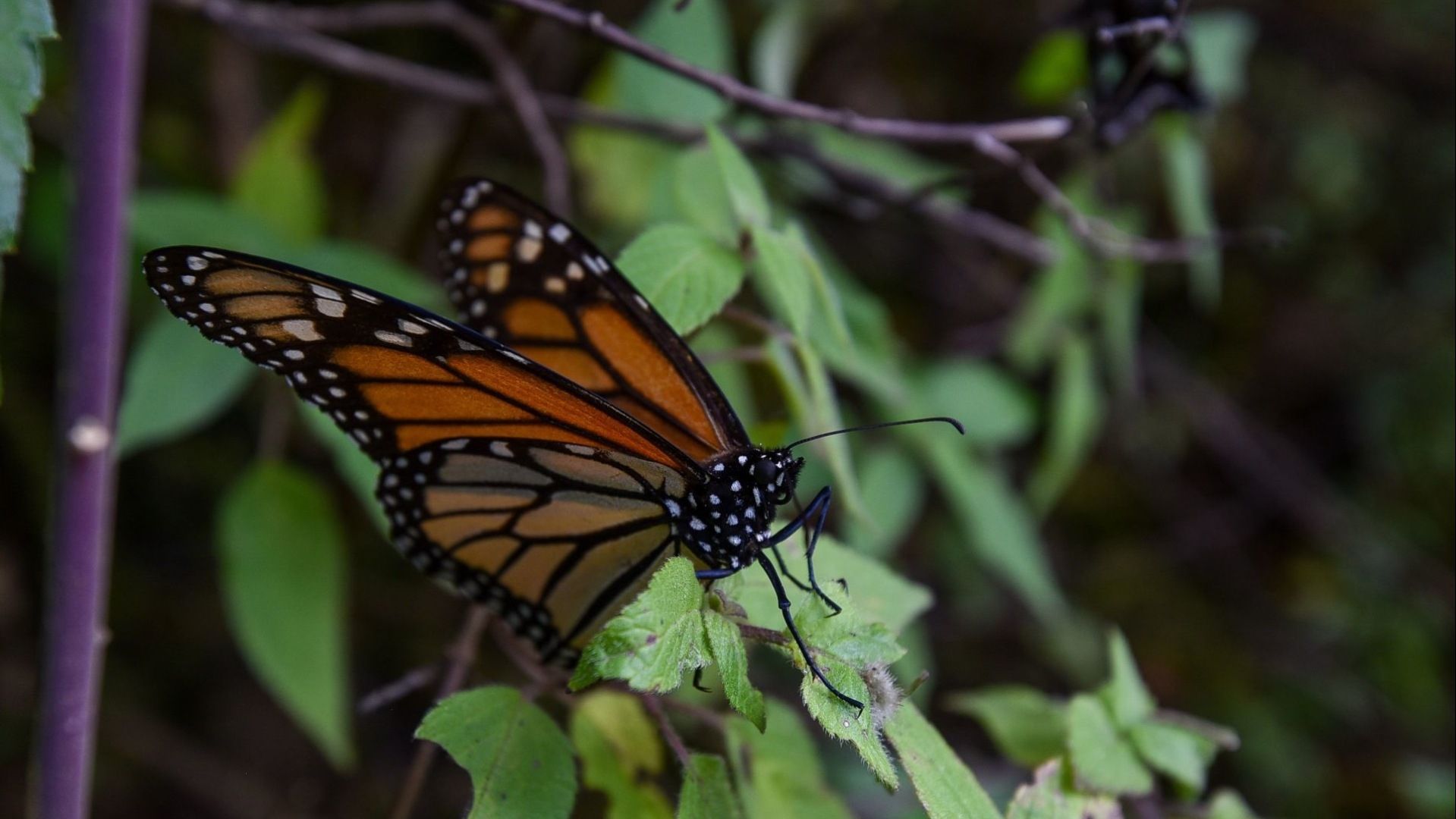 Cae Presencia de las Mariposas Monarcas en México; Alistan Medidas para Protegerla