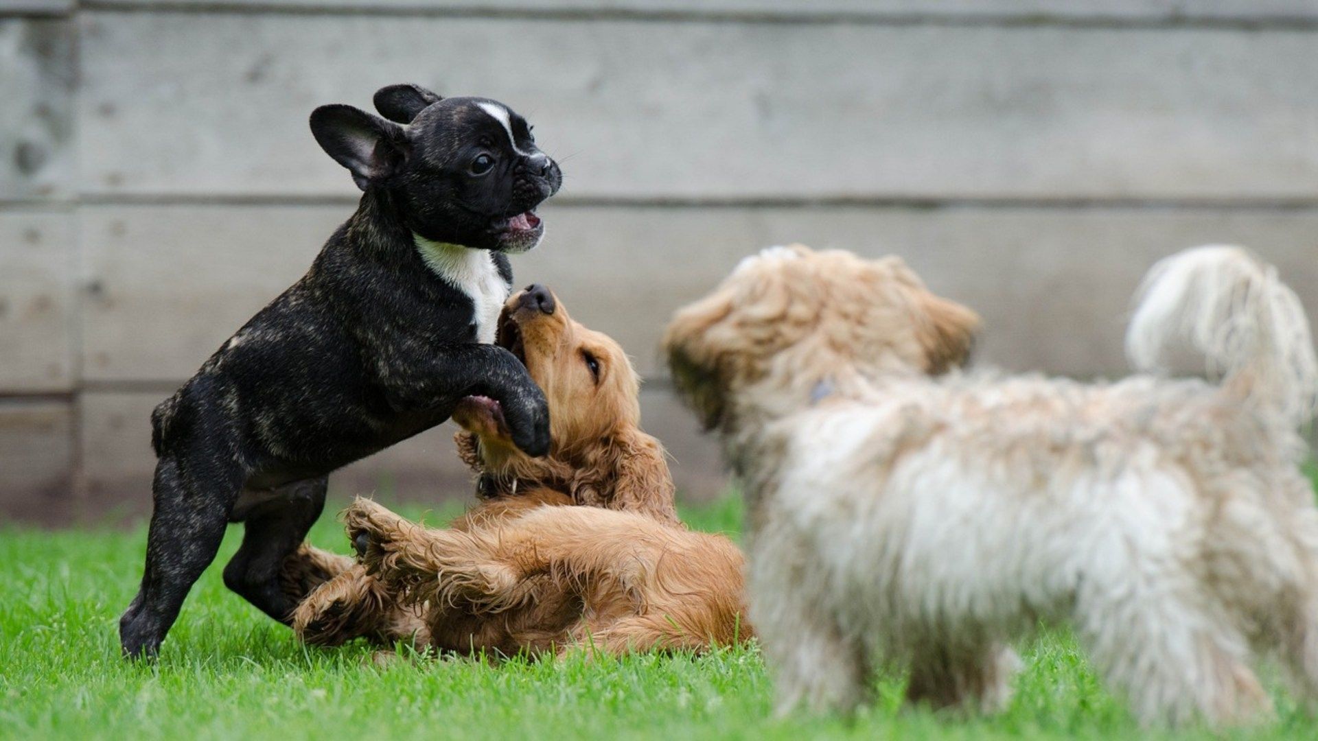 Perritos jugando