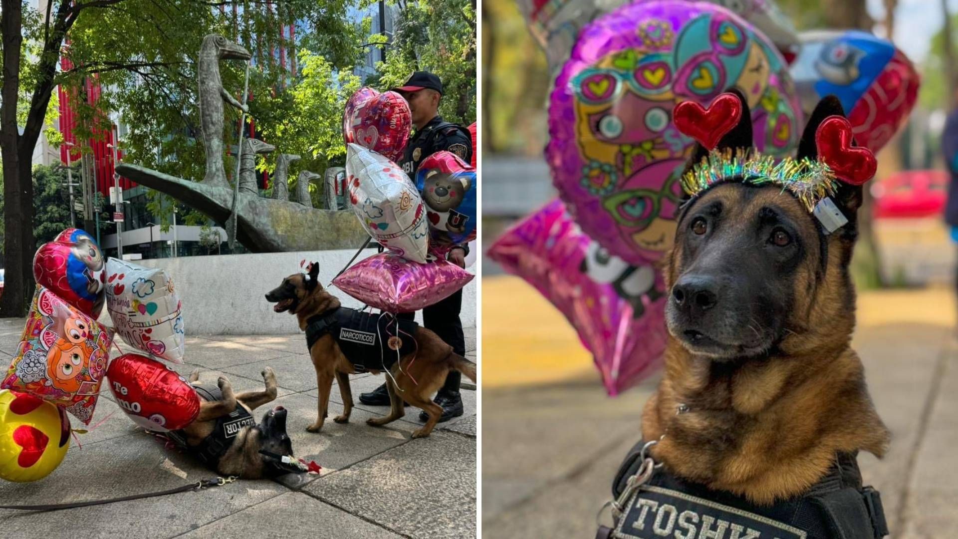 Perritos Policía Reparten Amor por San Valentín en CDMX