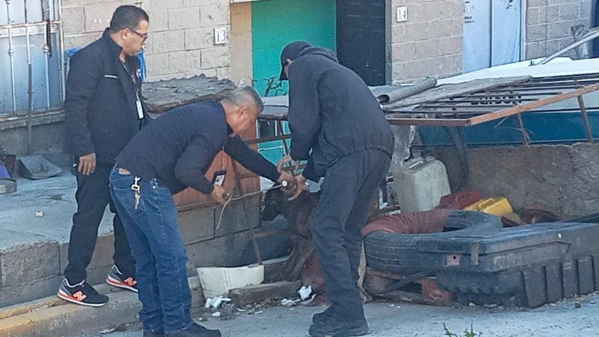 Autoridades rescataron a perros en situación de maltrato en Tijuana