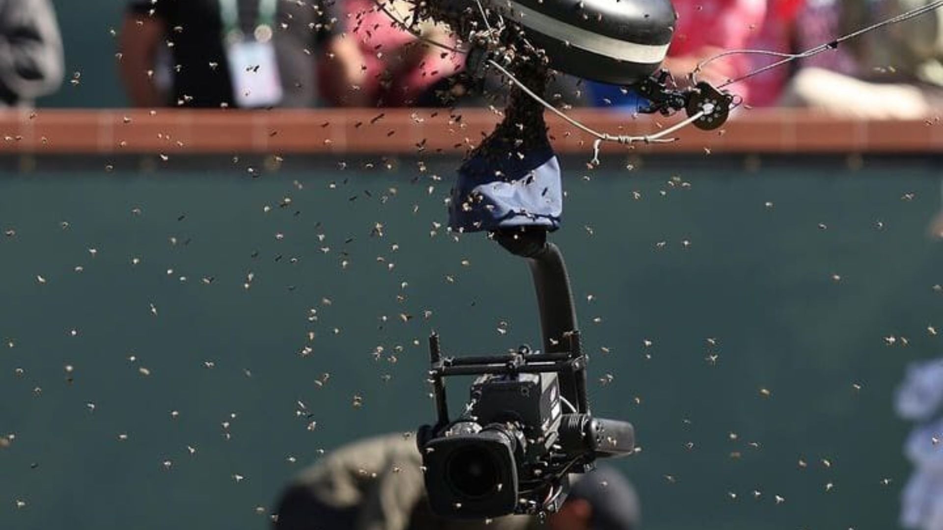 Abejas Invaden Estadio de Tenis Durante Encuentro de Carlos Alcaraz en Indian Wells 