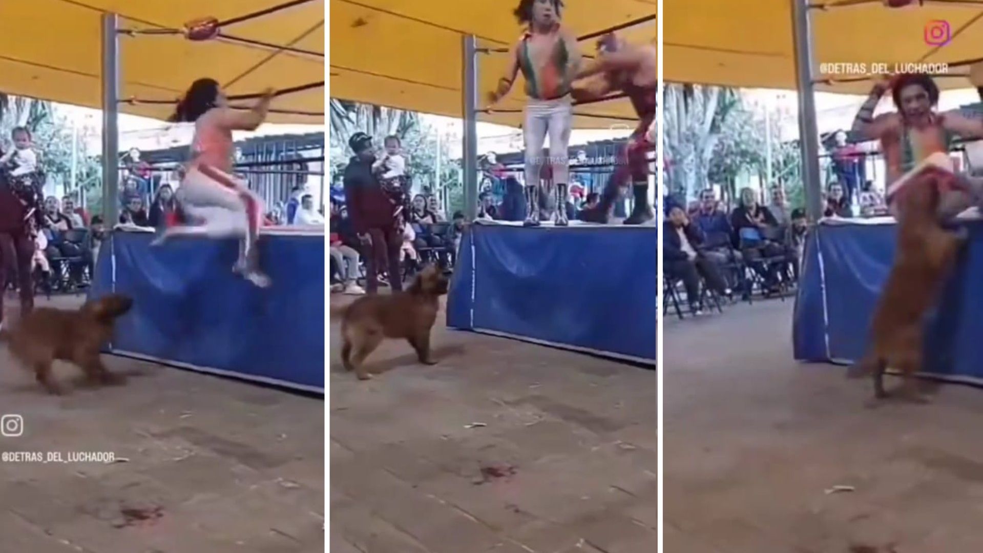 Video | ¡De 2 a 3 Caídas! Luchador se Enfrenta a Perrito en Función al Aire Libre 