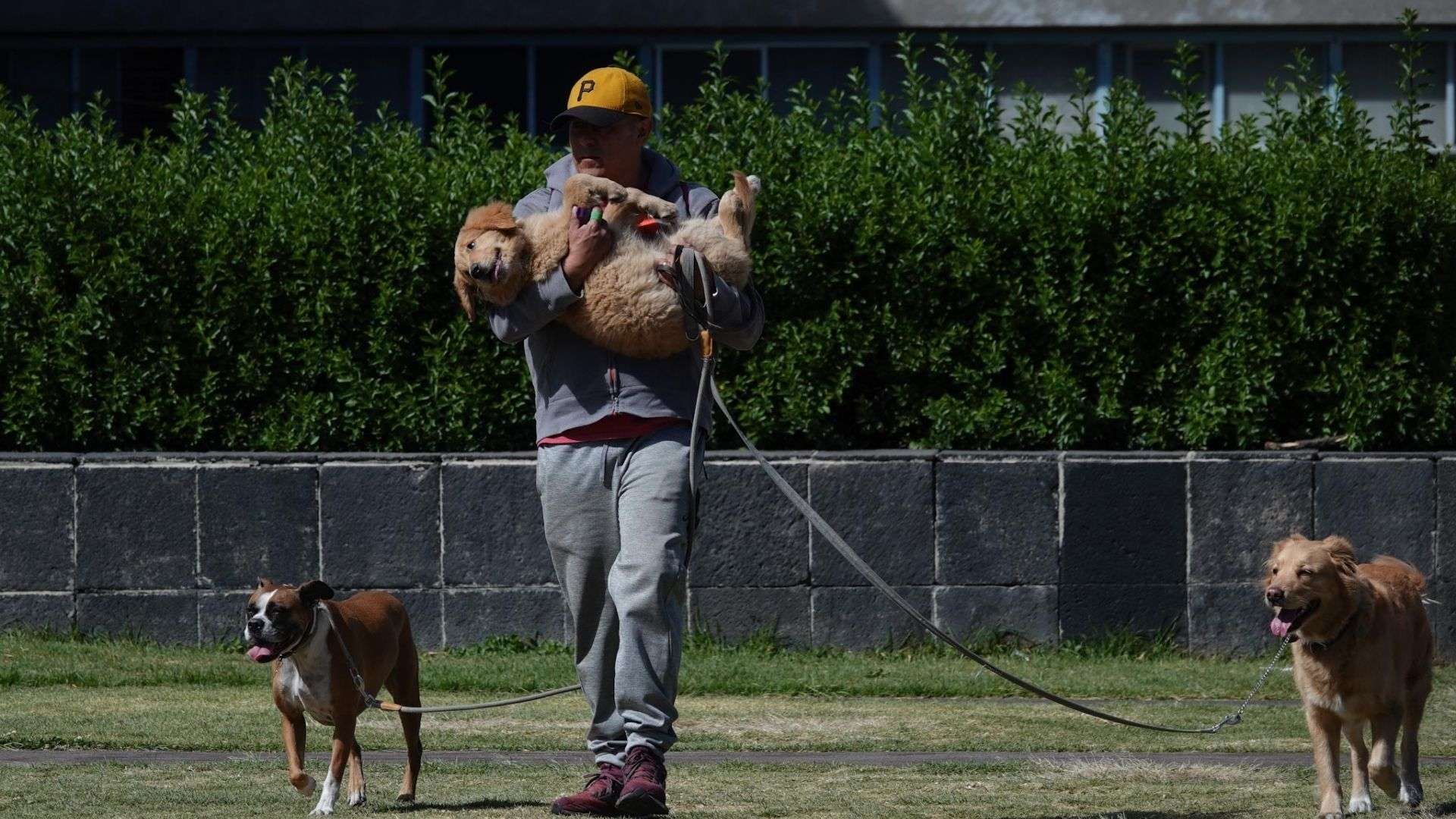 Hombre paseando a sus perros