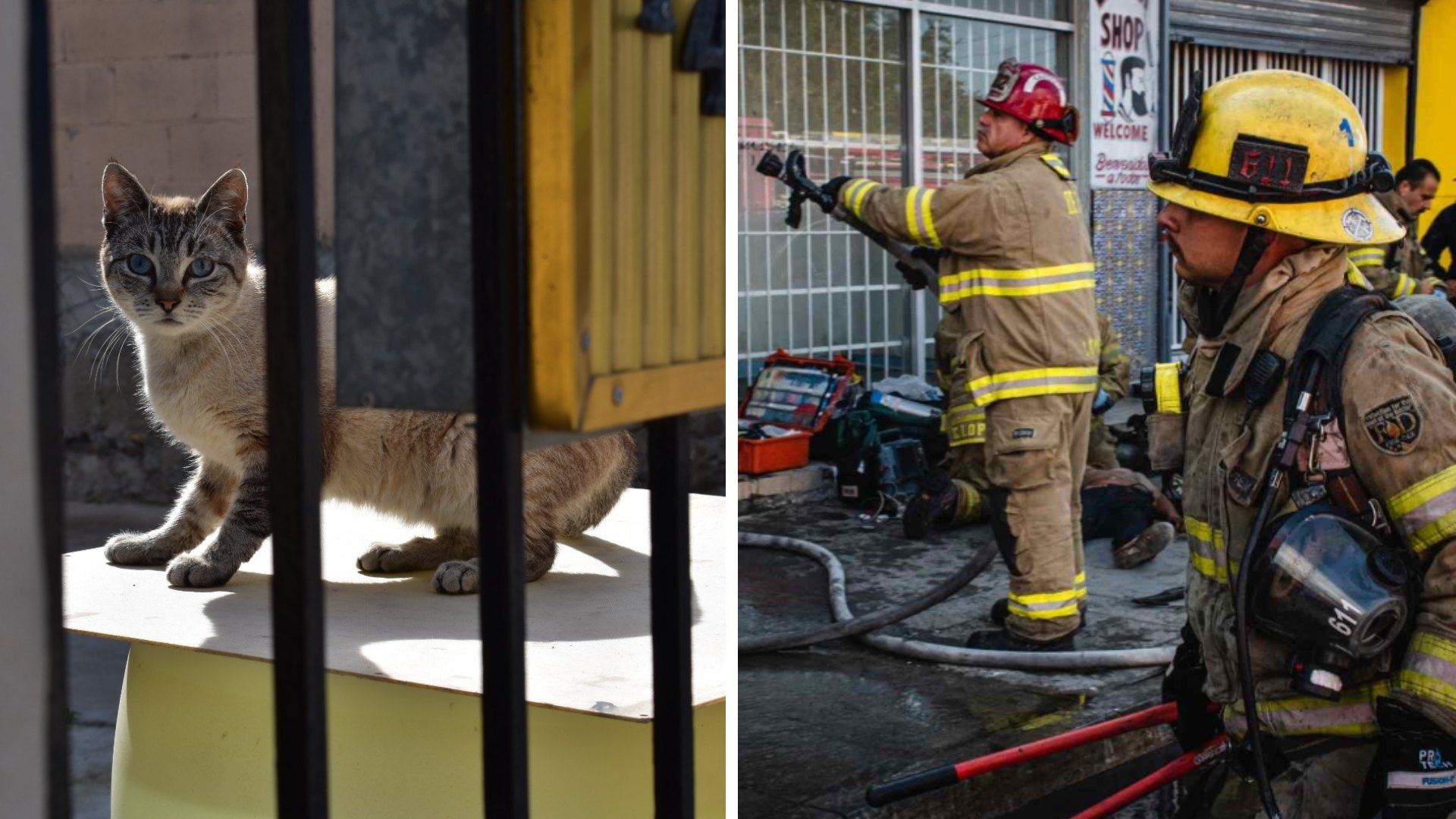 ¿Tienes Mascotas? Lanzan Engomado para Asegurar su Rescate en Caso de Emergencias