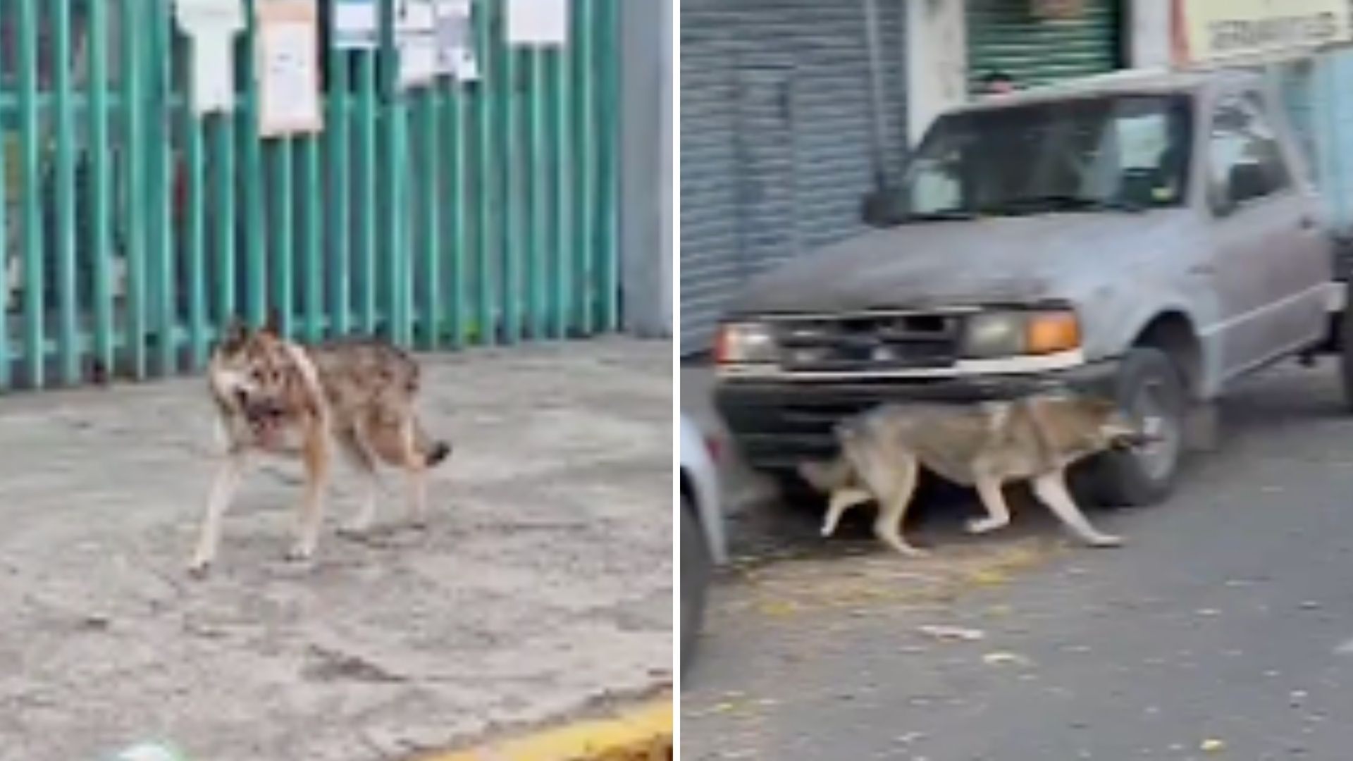 Lobo Se Escapa de Zoológico de San Juan de Aragón GAM