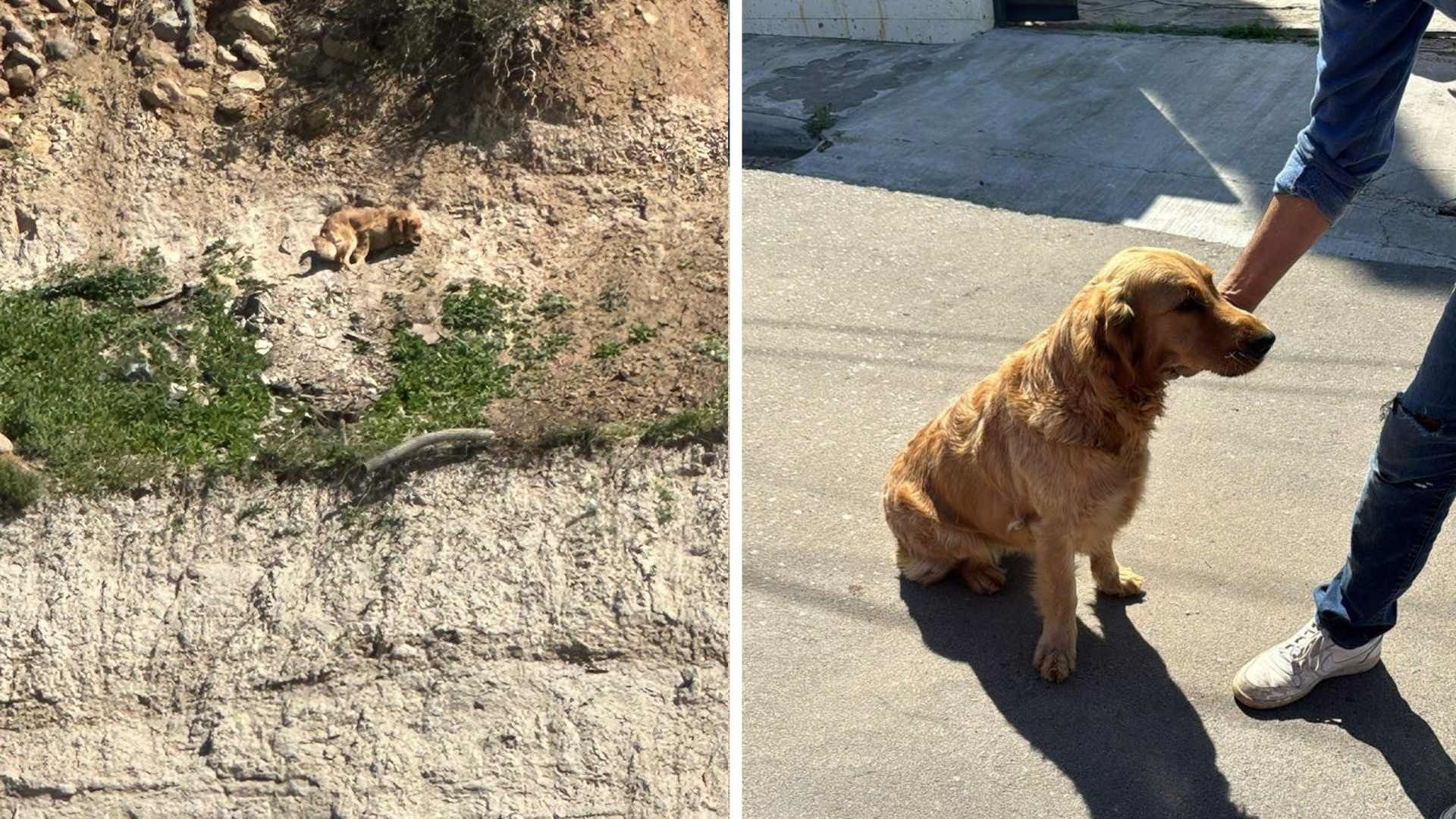 Rescatan a Perro que Llevaba Dos Días Atrapado en Talud en Tijuana