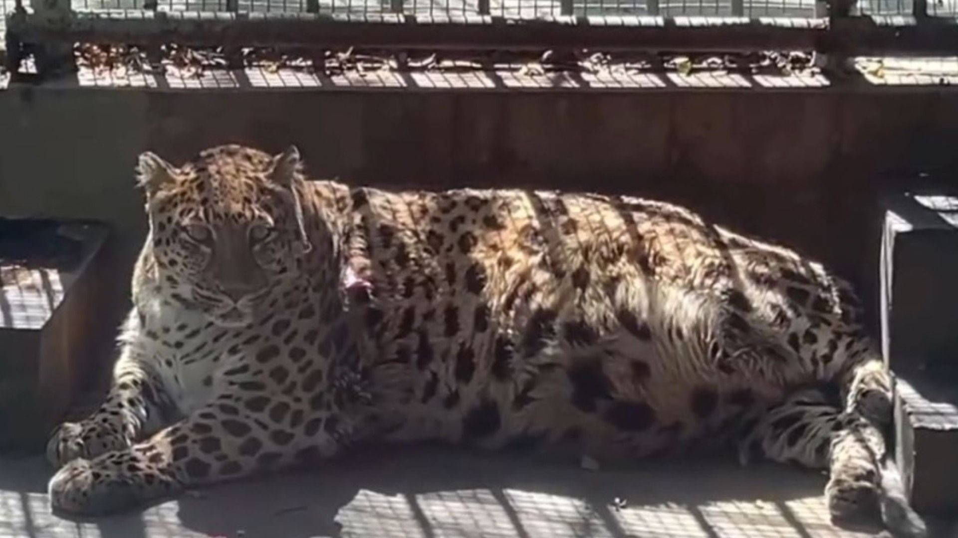 Zoológico Chino Pondrá a Dieta a Leopardo Famoso por su Sobrepeso