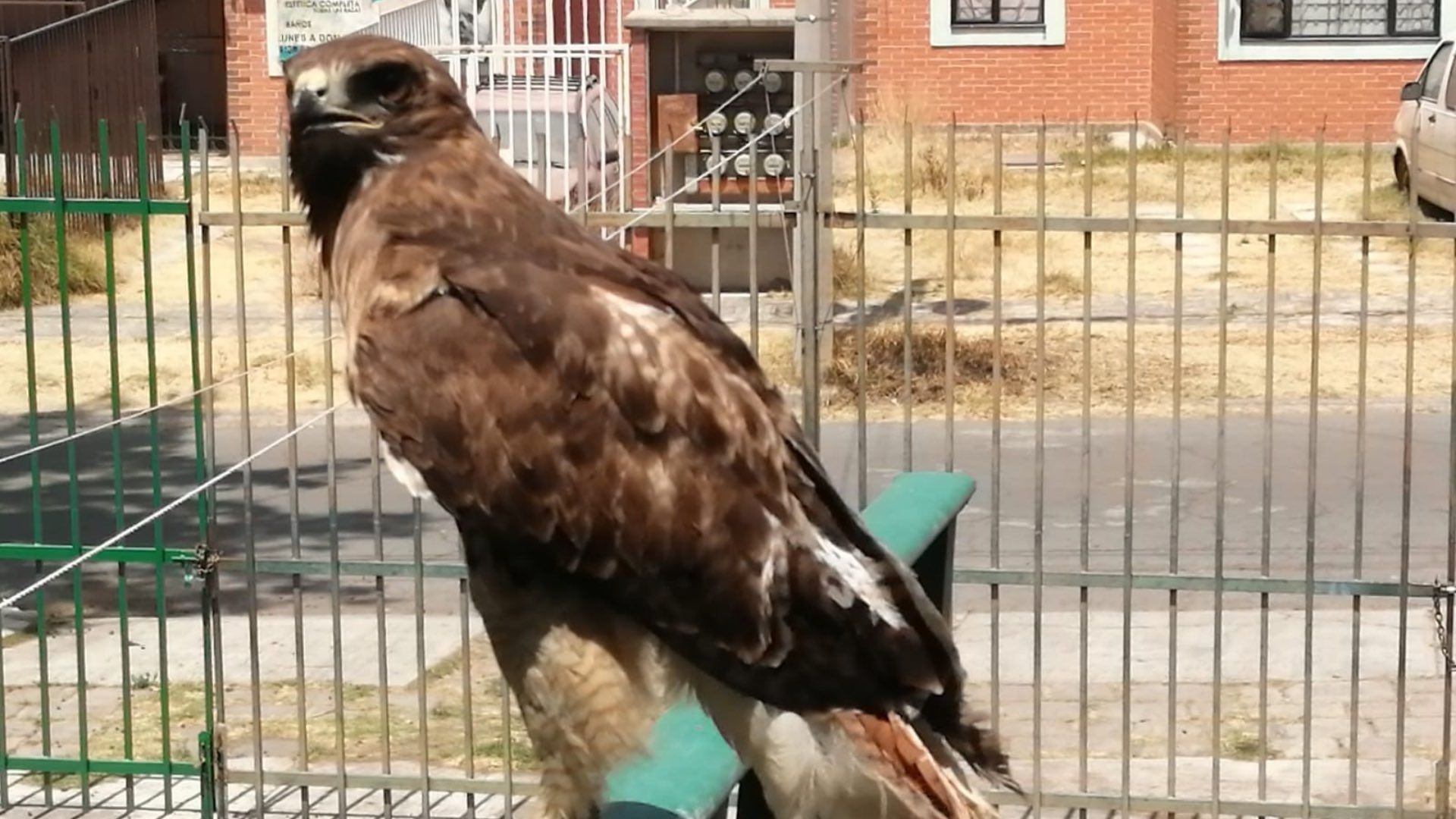Una especie de águila mediana fue asegurada en la Col. Bosques de San Sebastián, Puebla.