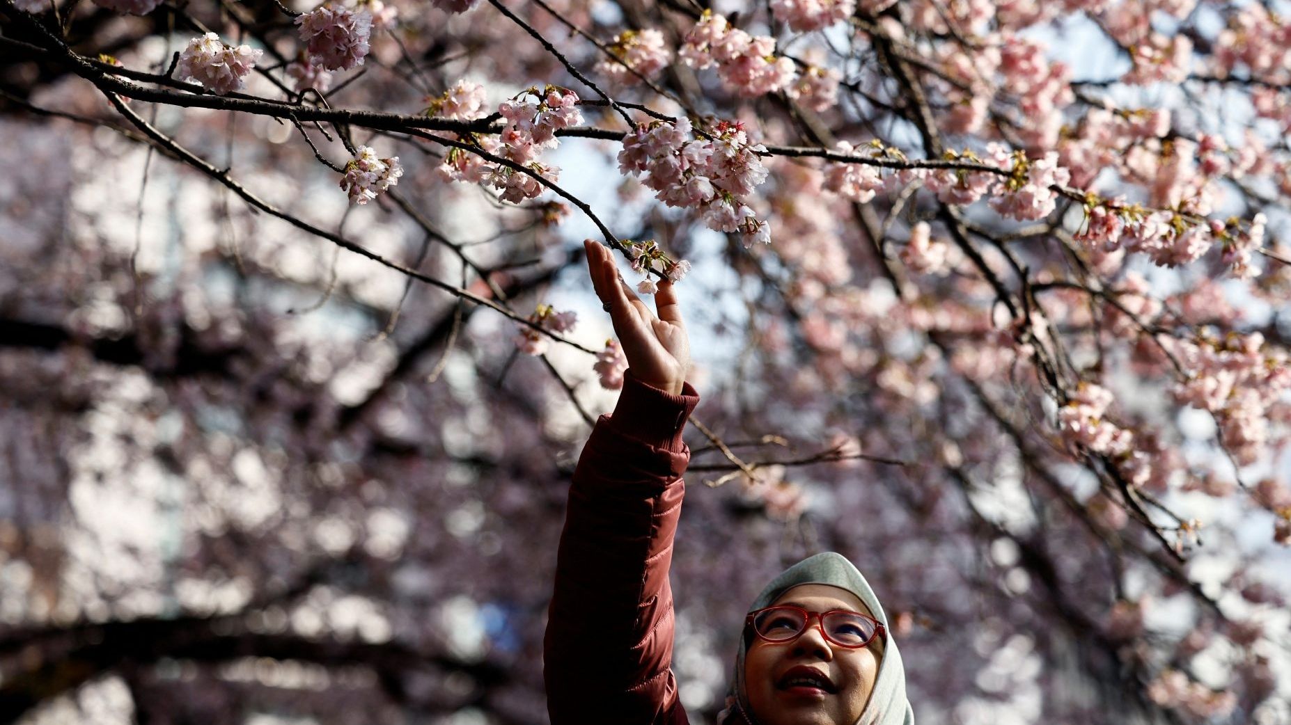 No Solo Pasa en México con las Jacarandas, en Japón los Cerezos También Adelantan su Floración
