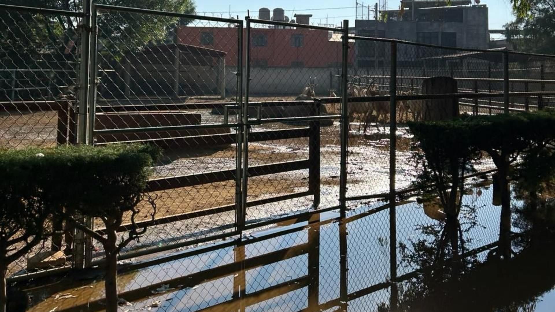 Inundan Zoológico de Morelia con Aguas Negras; Denuncian Daño Ambiental y Animales Afectados