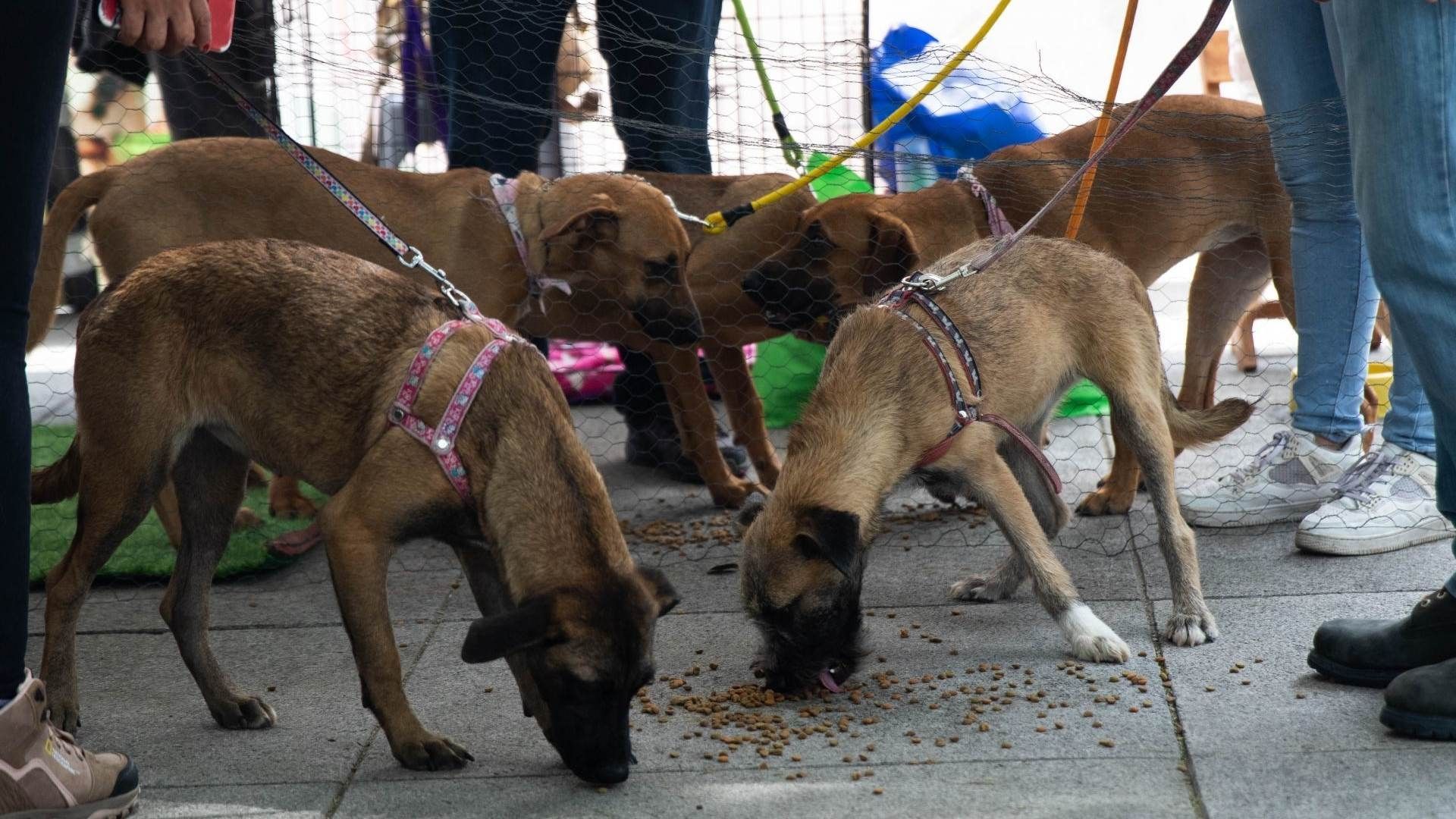 Perros comiendo croquetas