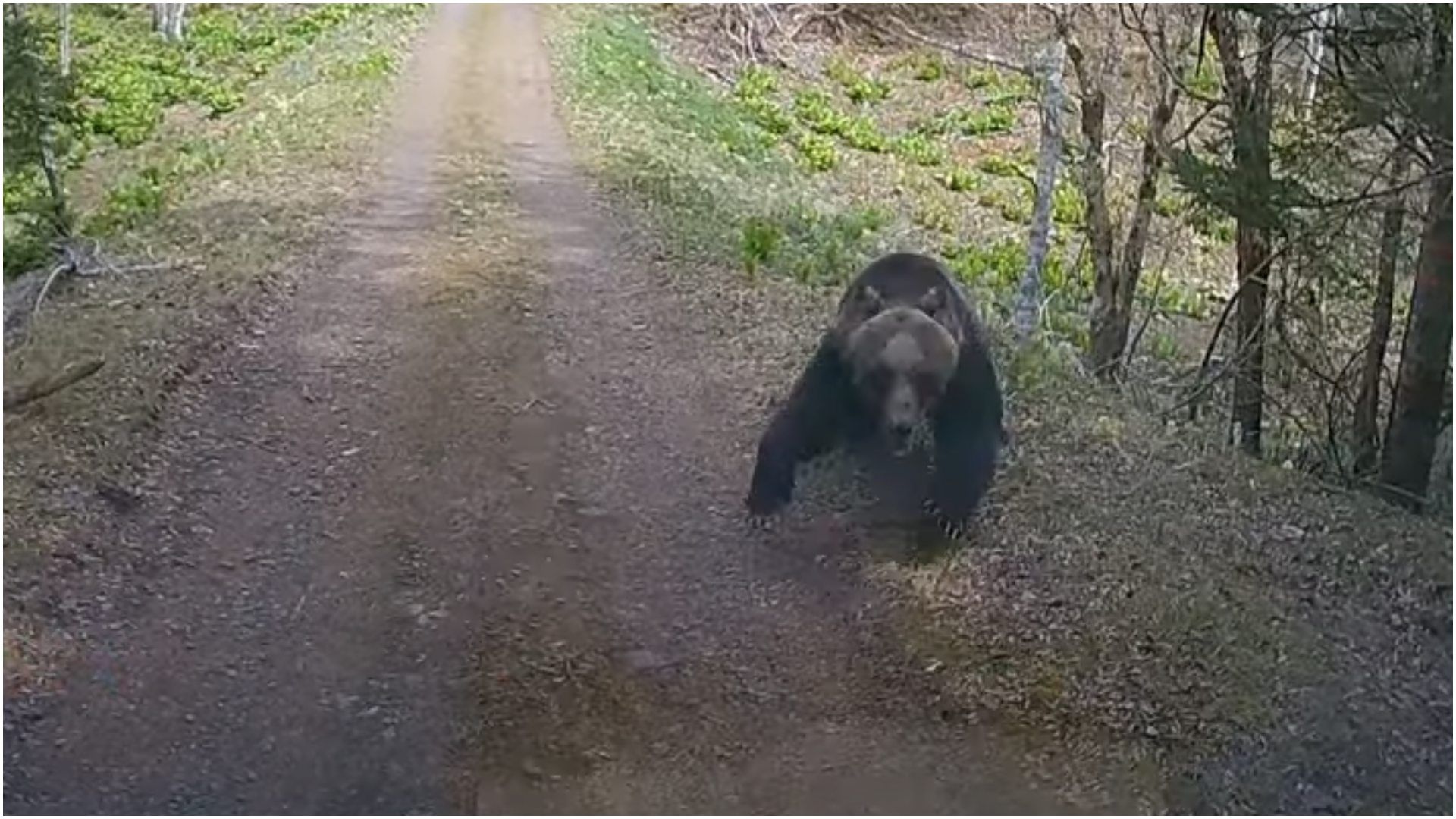 Buscan Hacer Conciencia por Ataques de Osos en Japón con Video