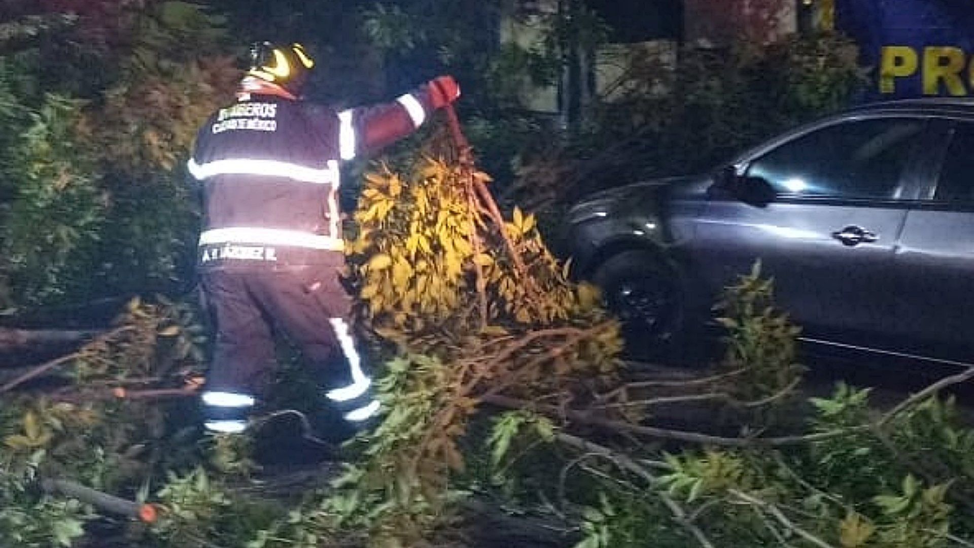 Árbol de 50 Metros Se Desprende En Azcapotzalco: Daña Automóvil y Transformador