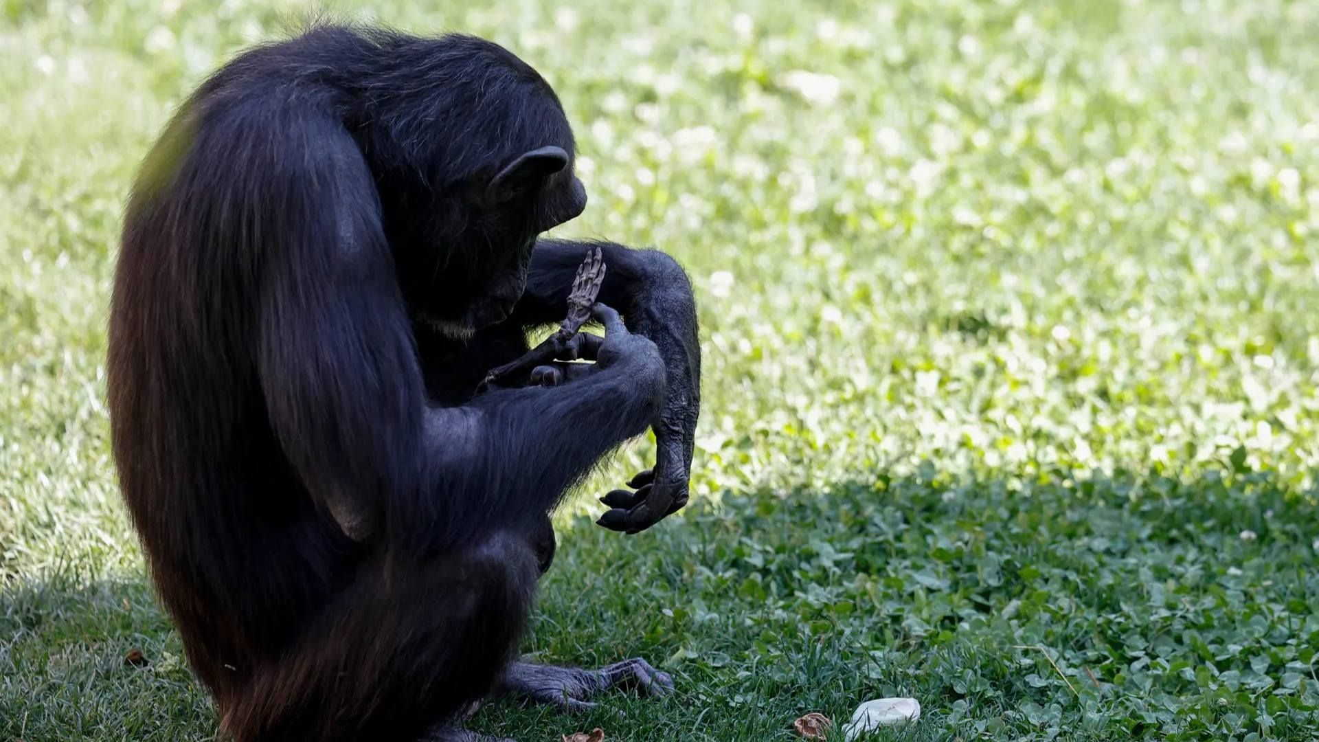 Chimpancé Natalia no se separa de su bebé muerto