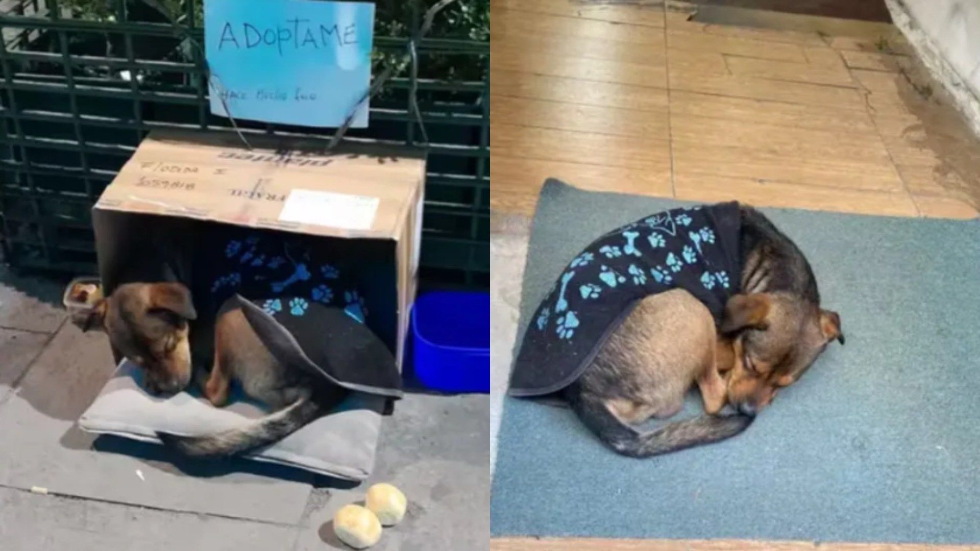 “Chucho”, cachorro de 10 meses fue abandonado en la calle en una caja