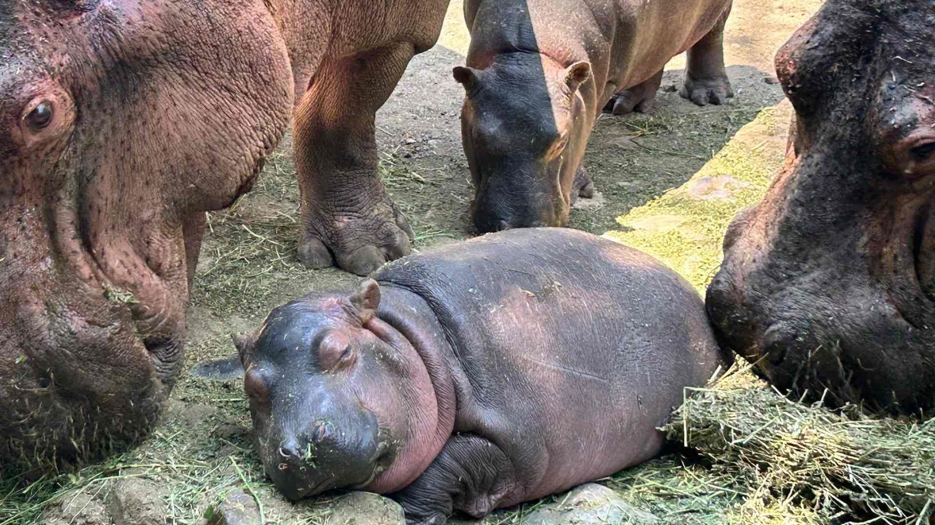 Nace Pascualita, Primera Hipopótamo Hembra en Zoo de Zoochilpan, en Chilpancingo