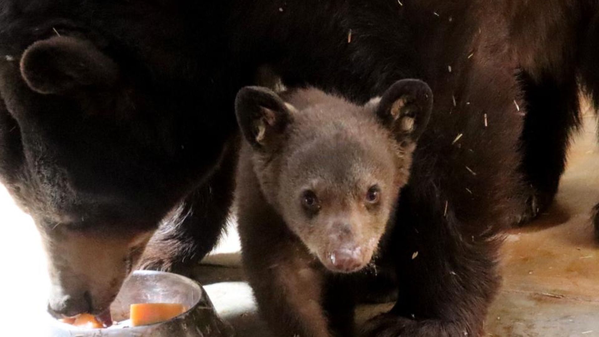 Cría de oso negro nace en el Zoológico de Morelia