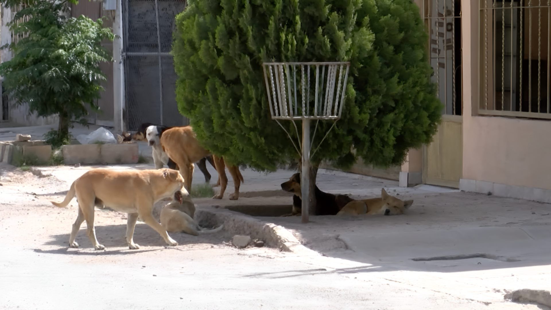 Samadhi ataque de perro callejero en Torreón