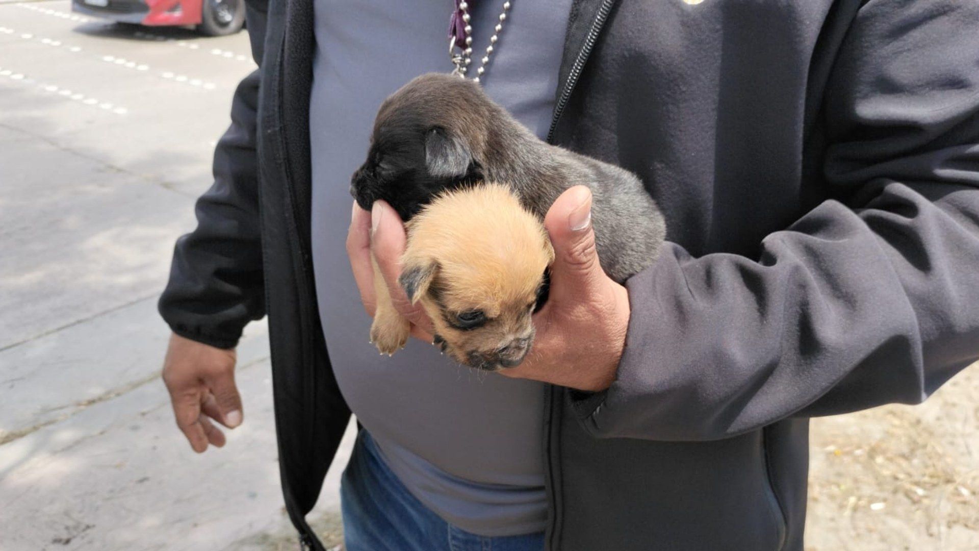 Rescatan a perros ofrecidos en venta en la Garita de San Ysidro