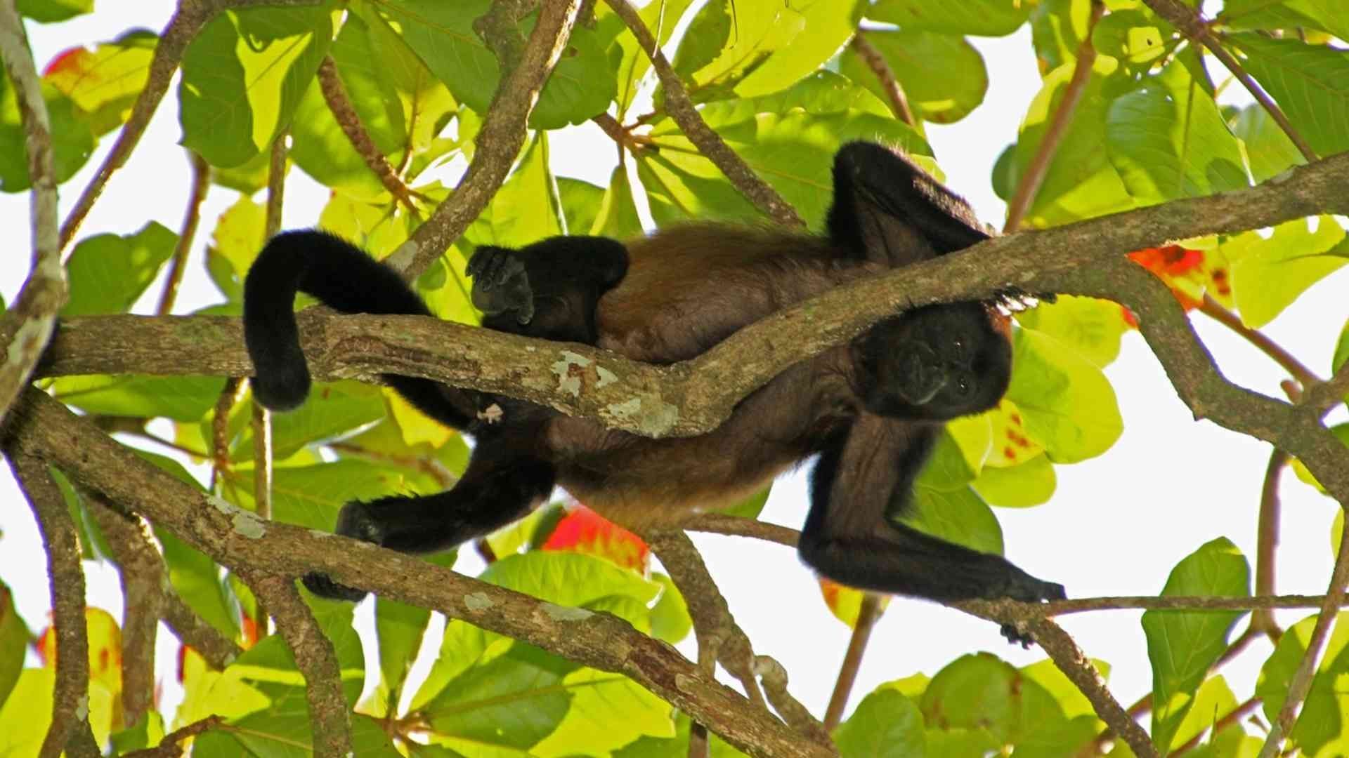 Fingen rescatar monos en Tabasco y los ponen a la venta en redes sociales