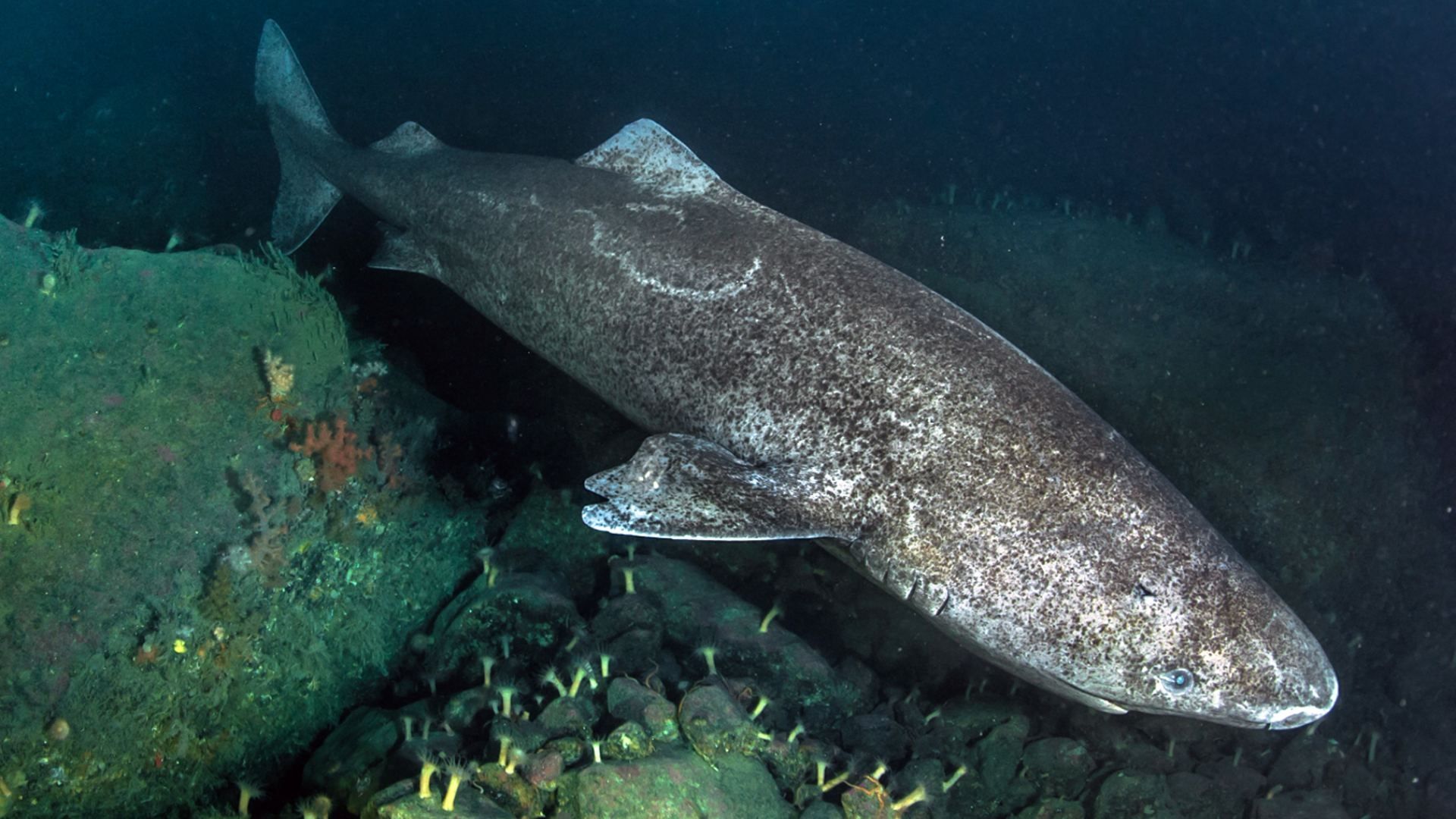 Este misterioso tiburón alcanza su madurez sexual para reproducirse hasta los 150 años de edad